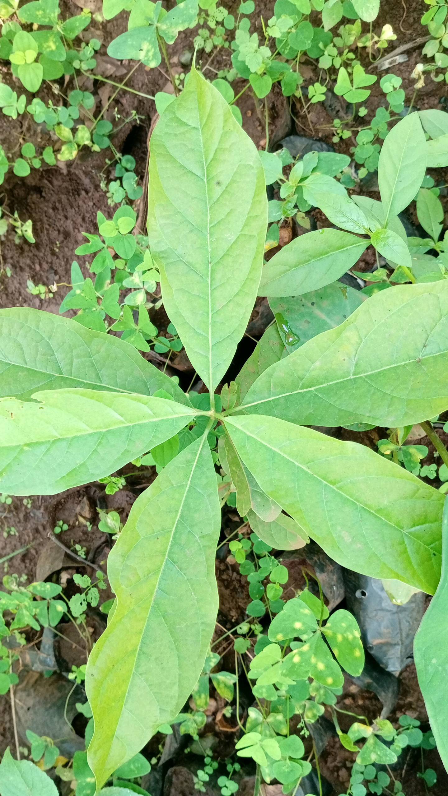 tree