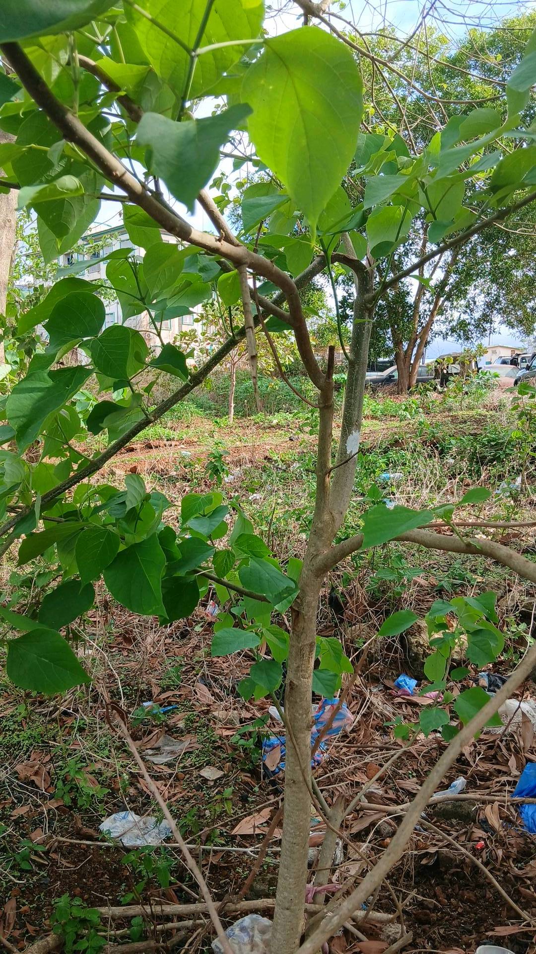 tree