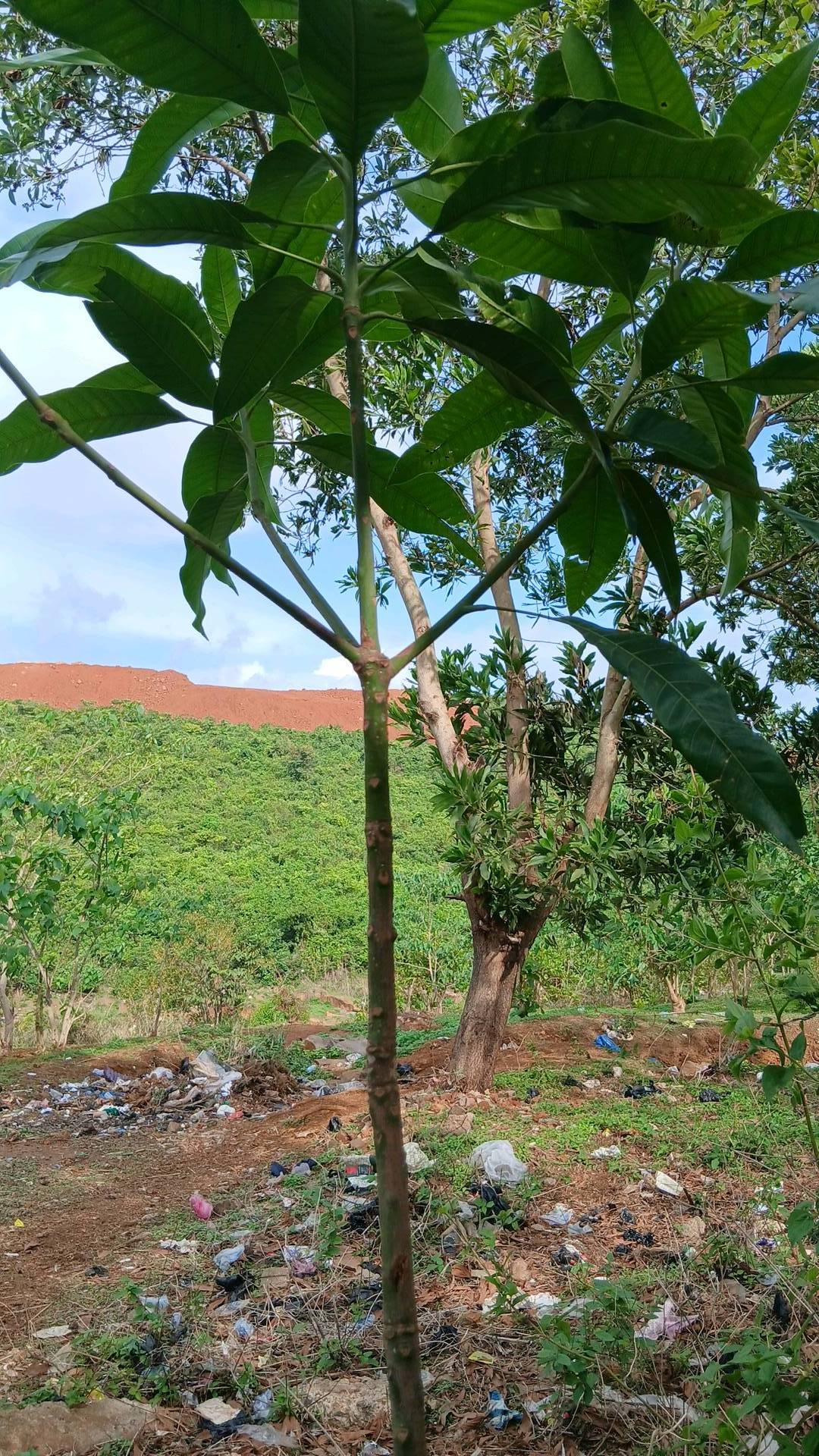 tree