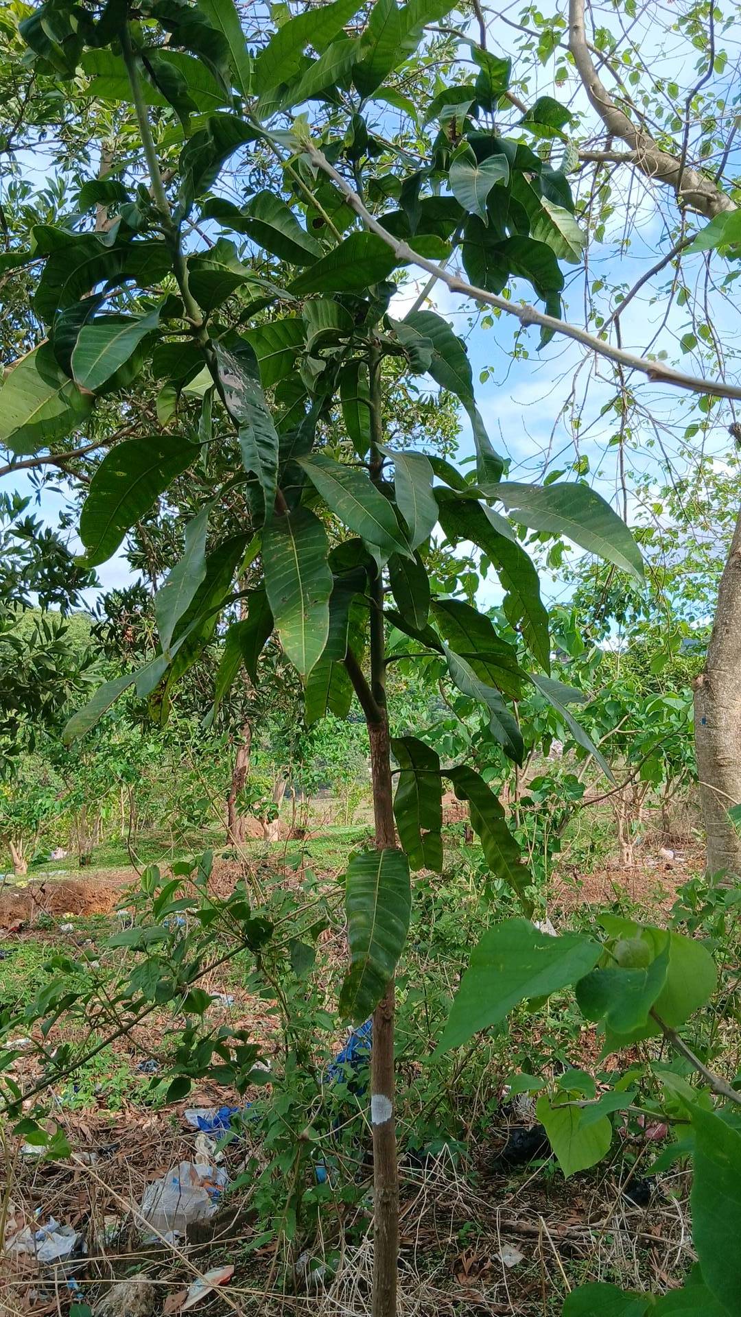 tree