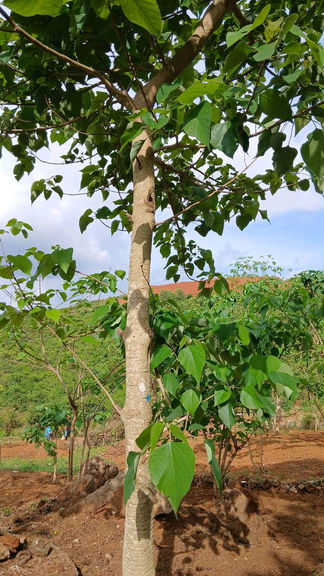 tree