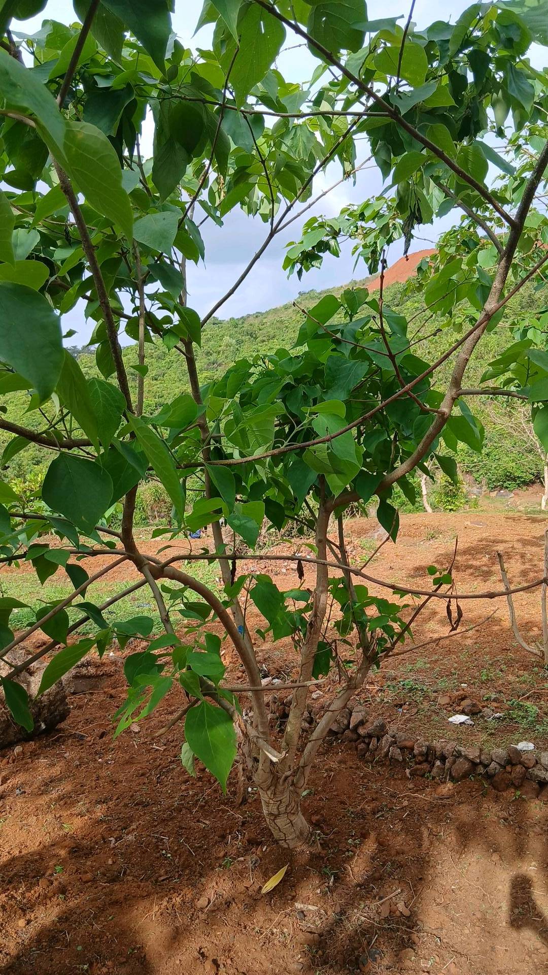 tree