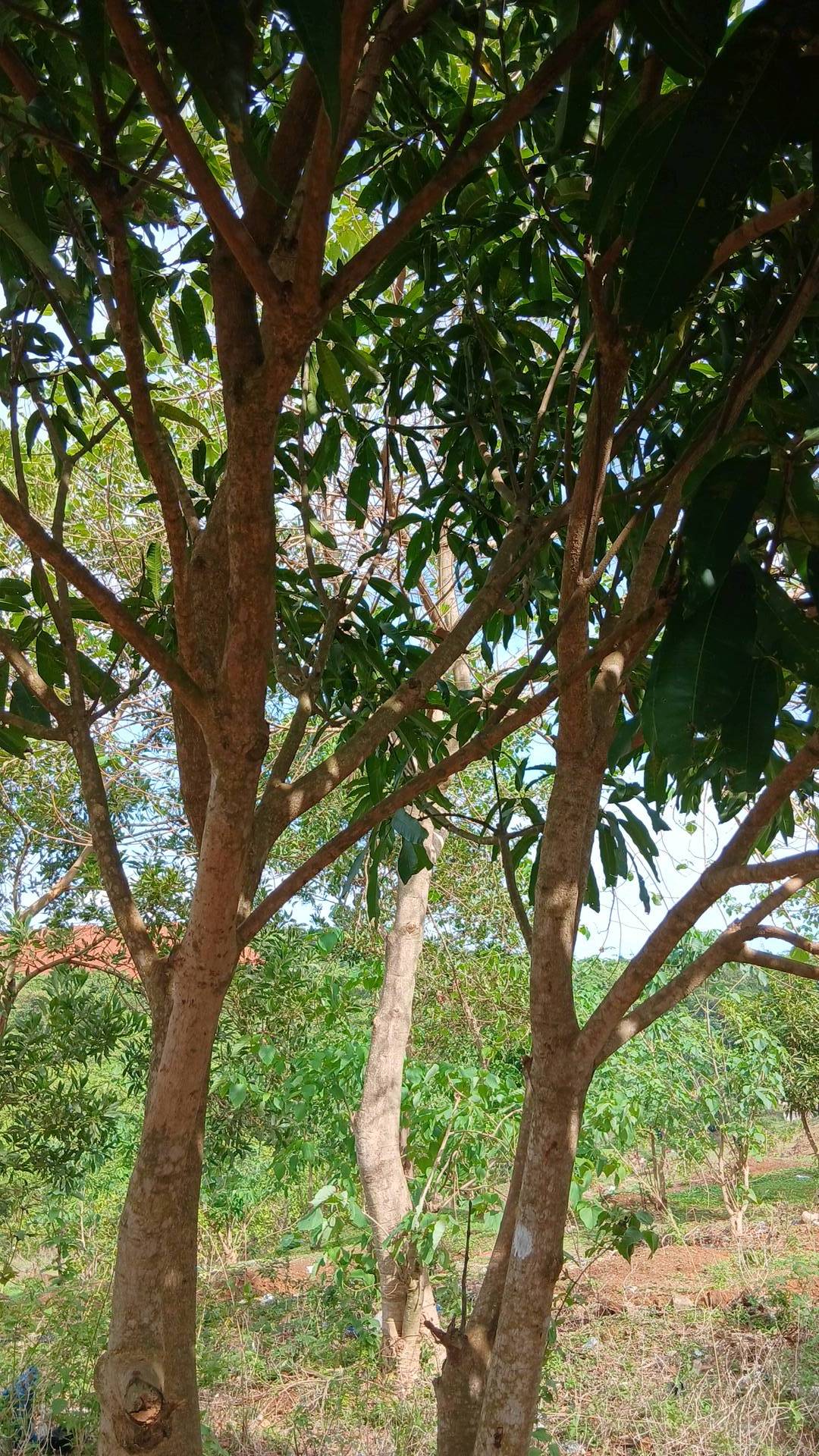 tree