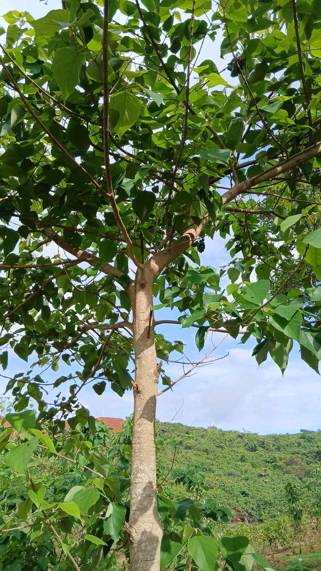 tree