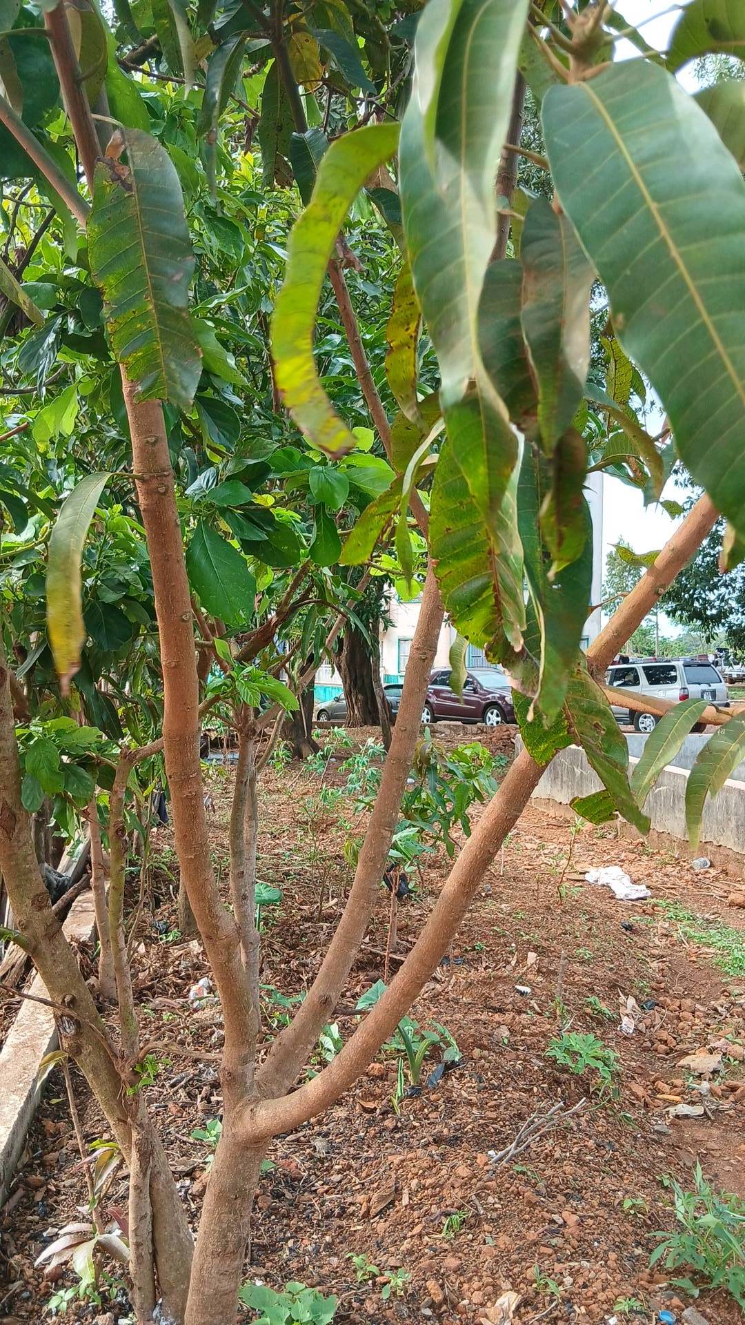 tree