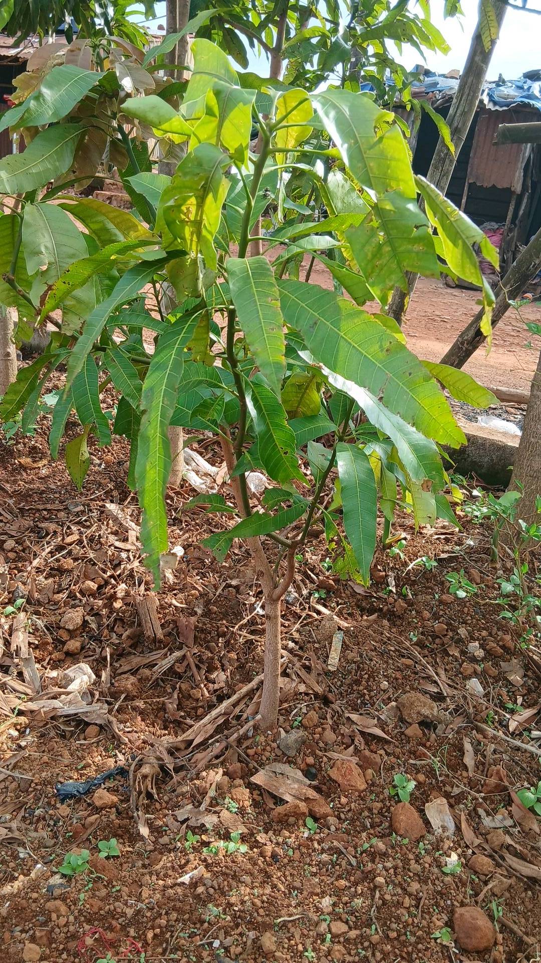 tree