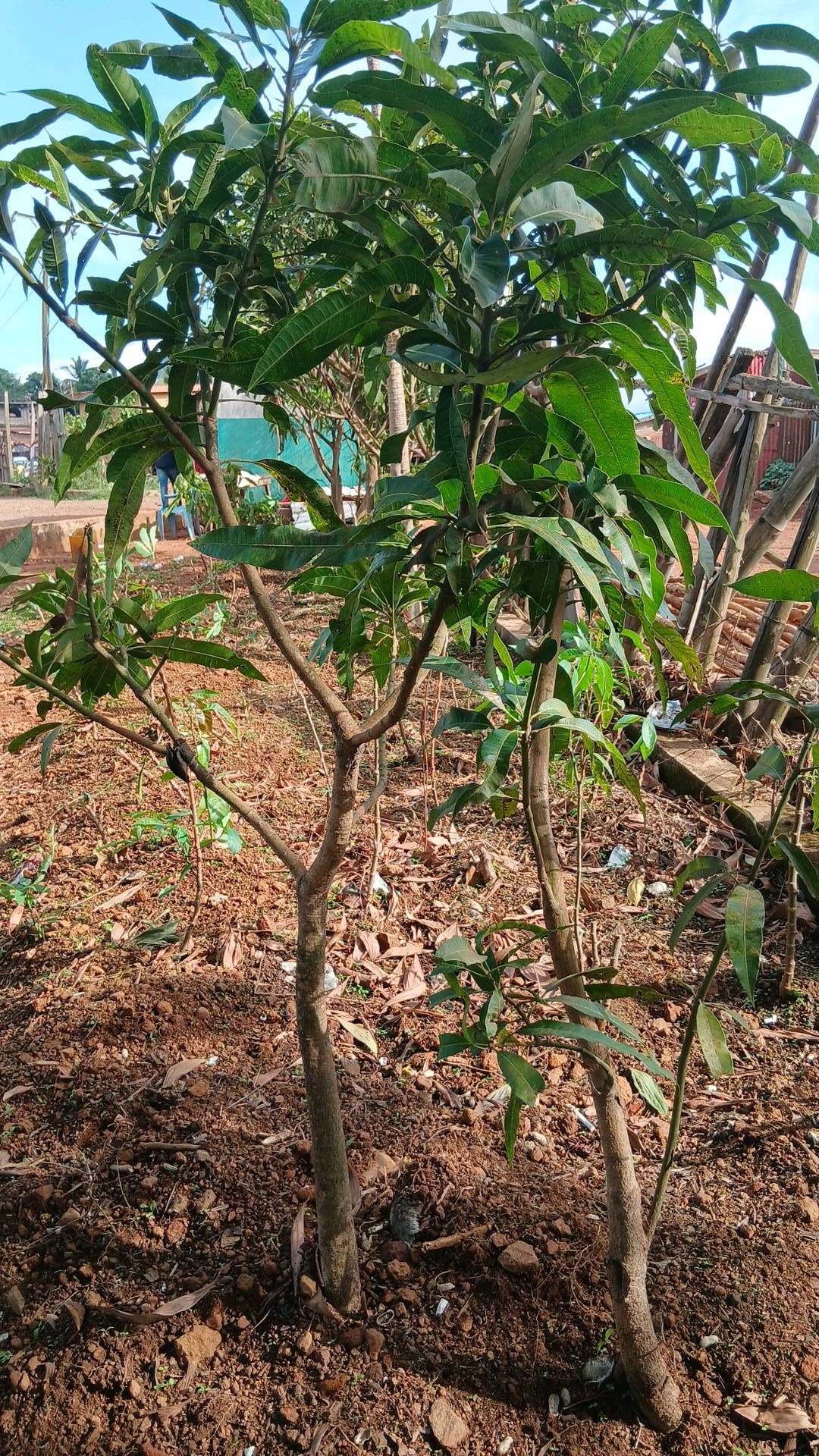 tree