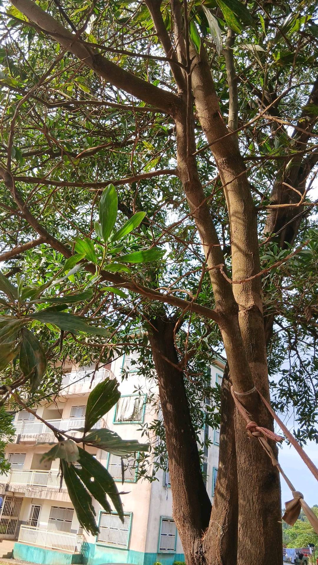 tree