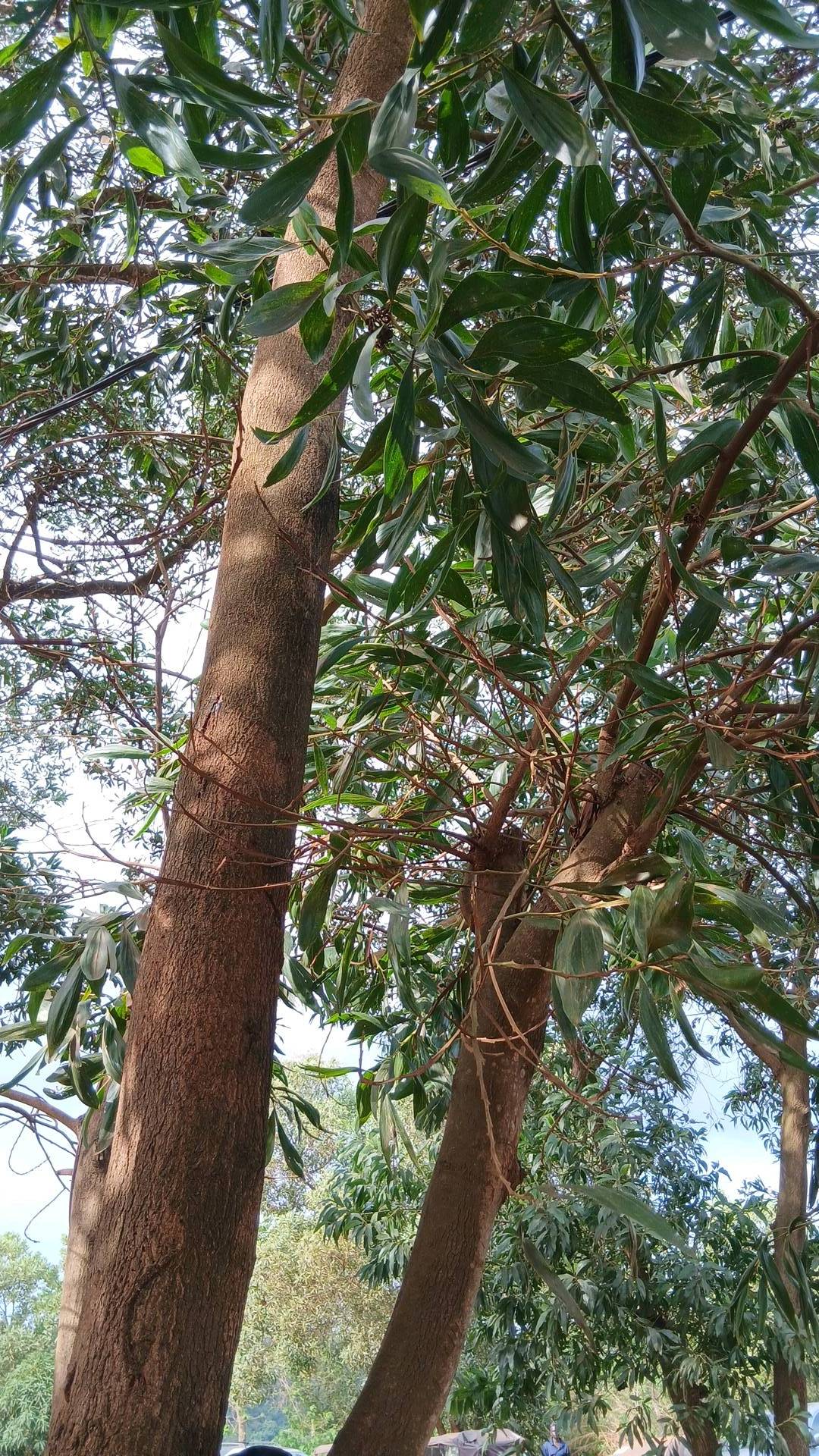 tree