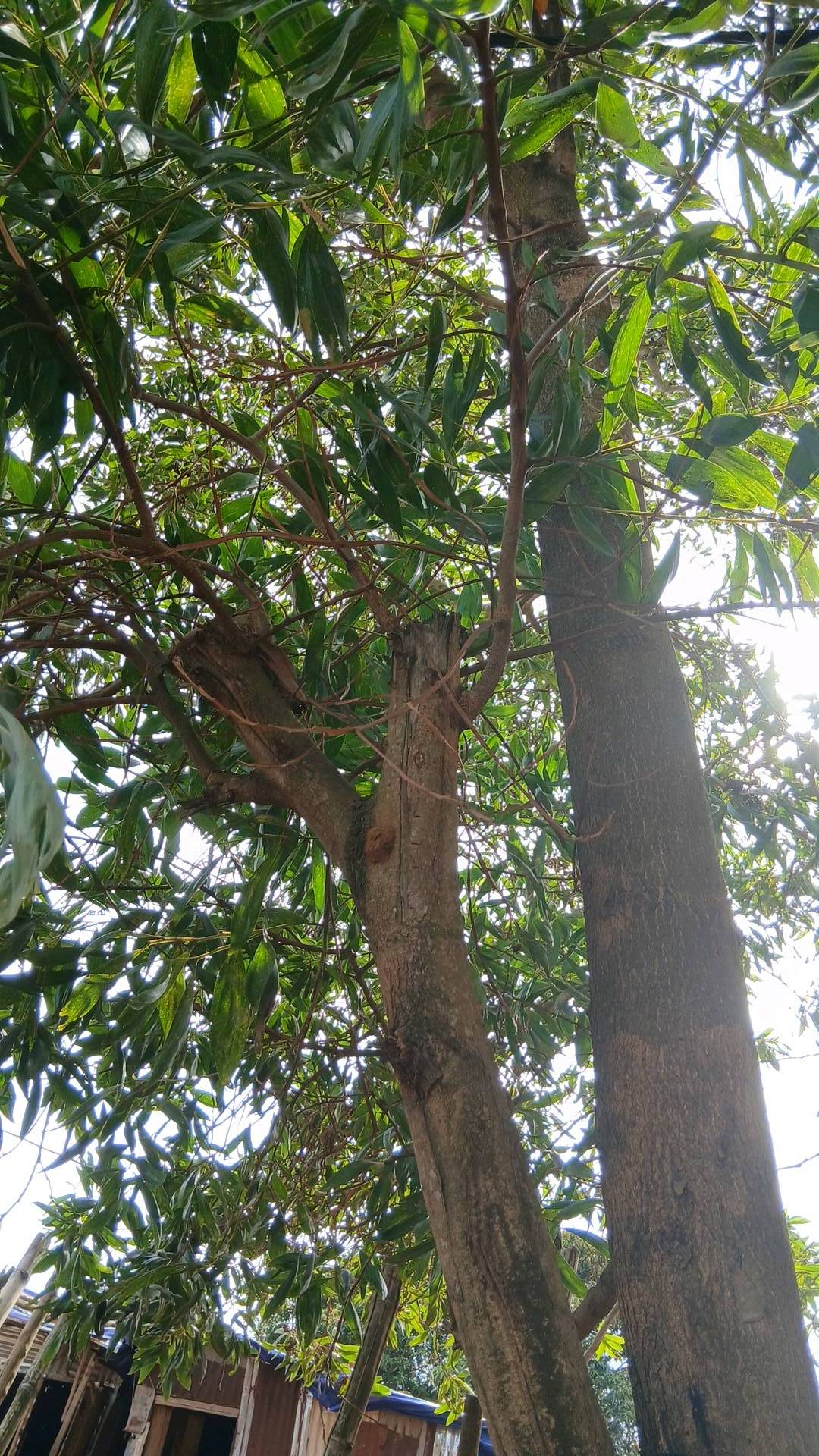tree
