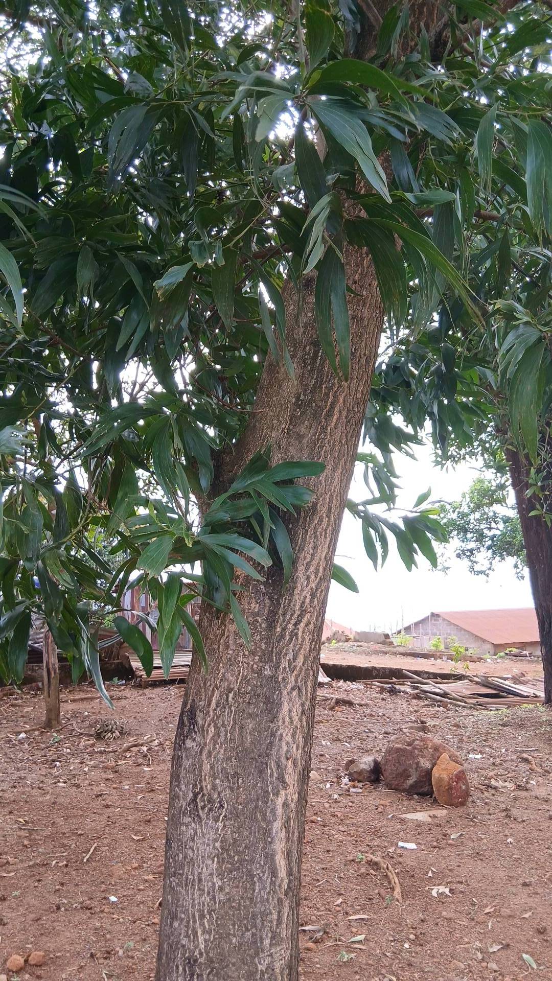 tree