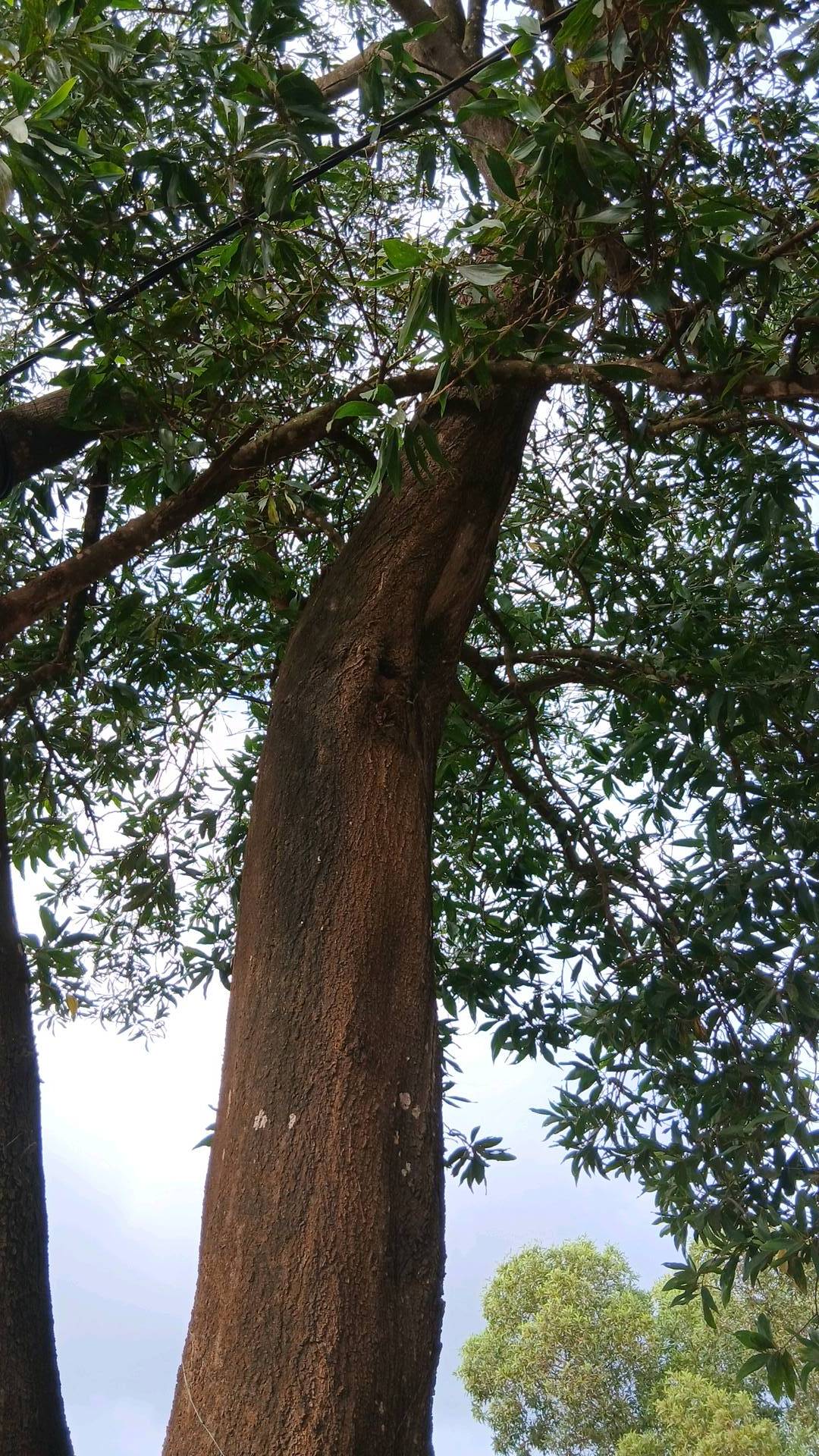 tree