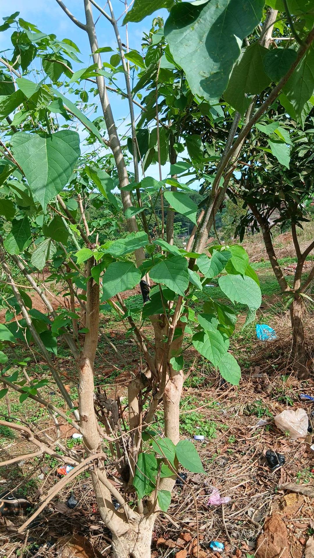 tree