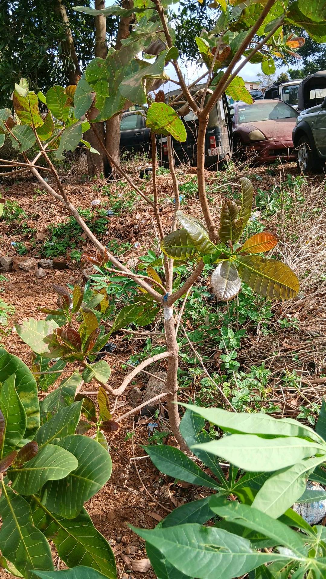 tree