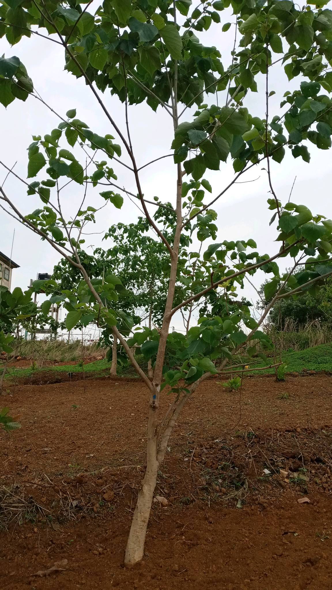 tree