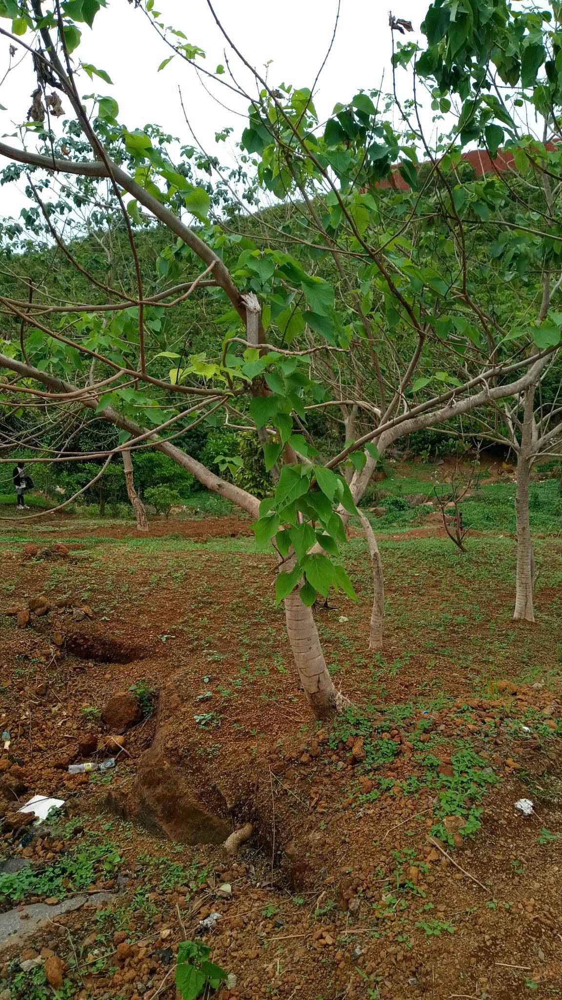 tree