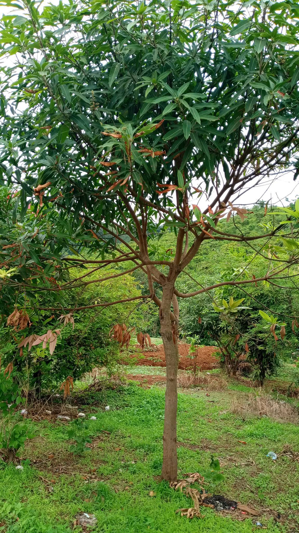 tree