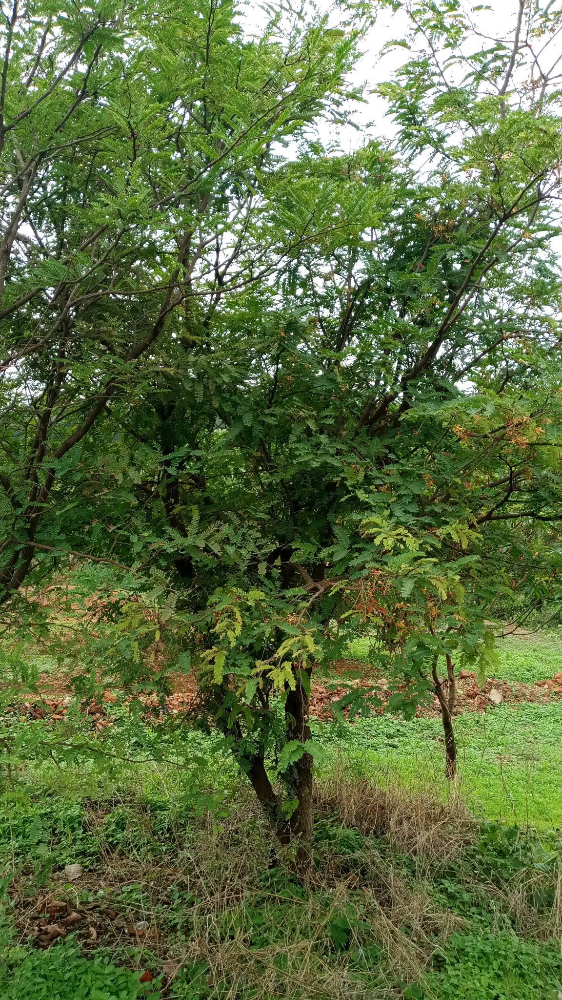 tree