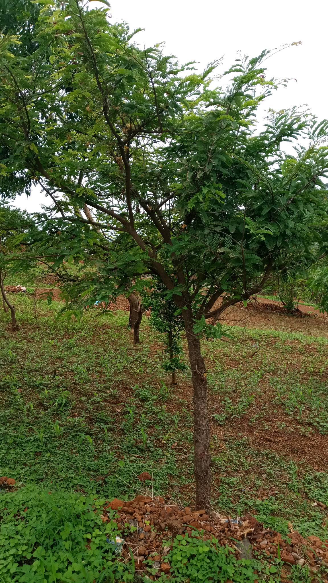 tree