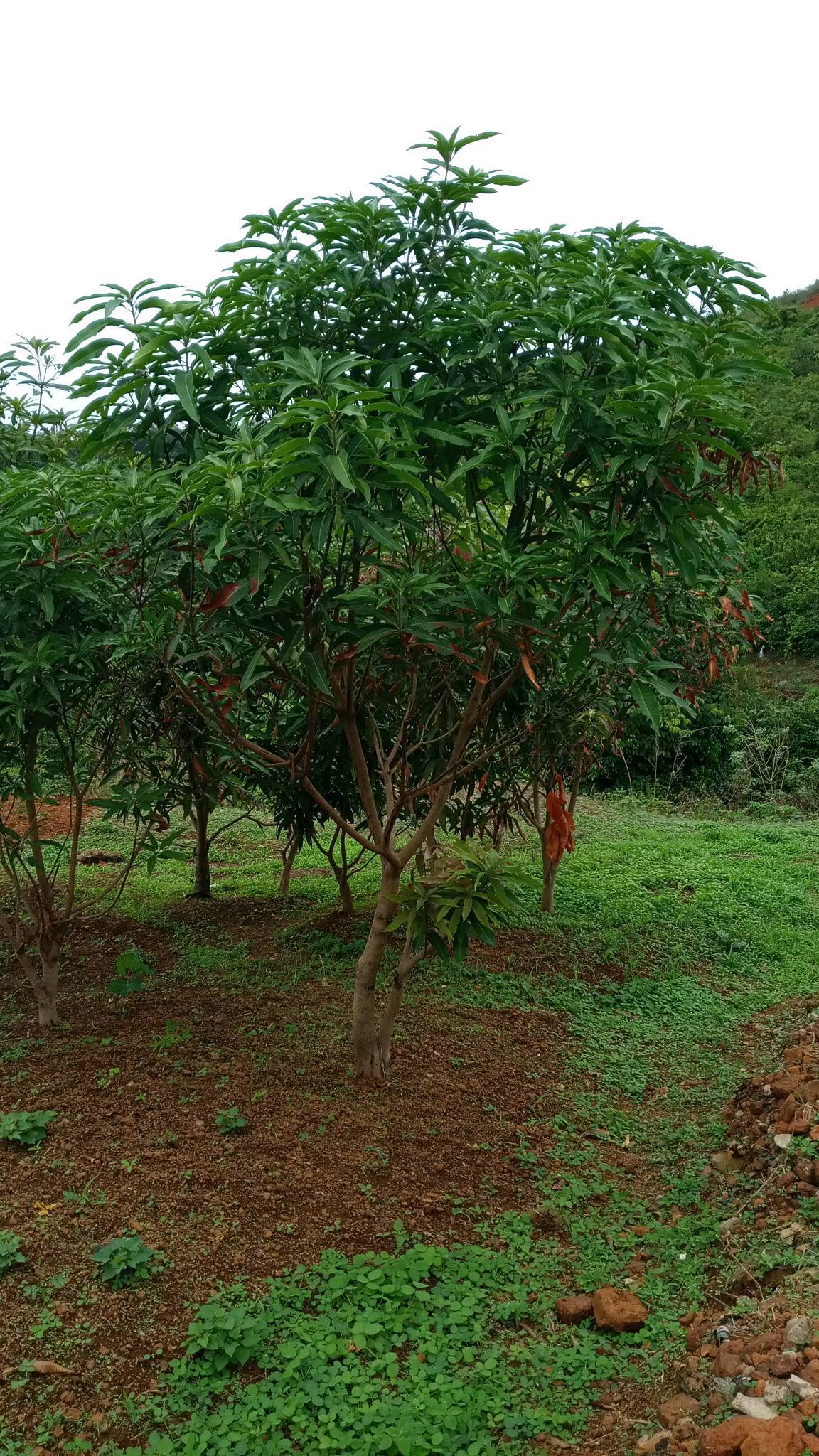 tree