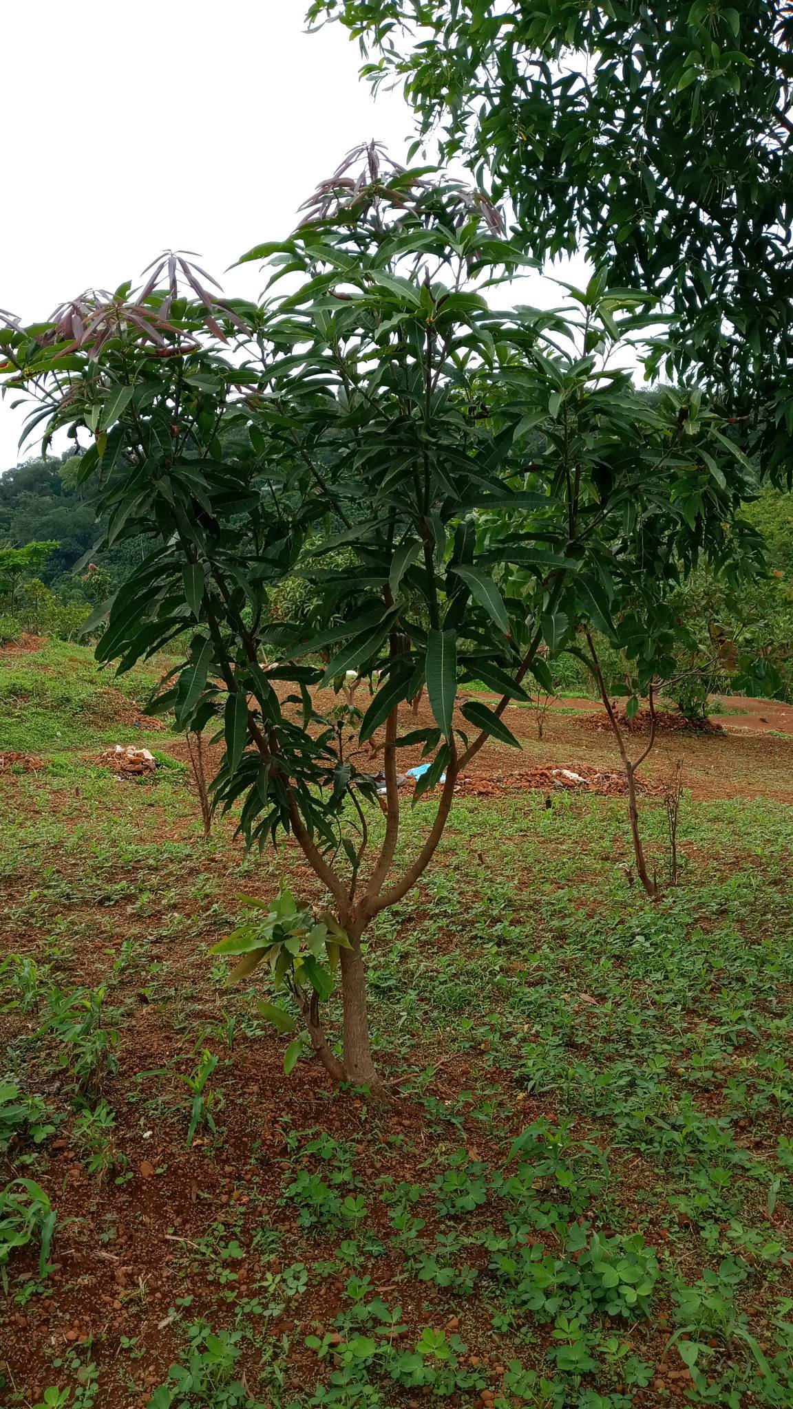tree