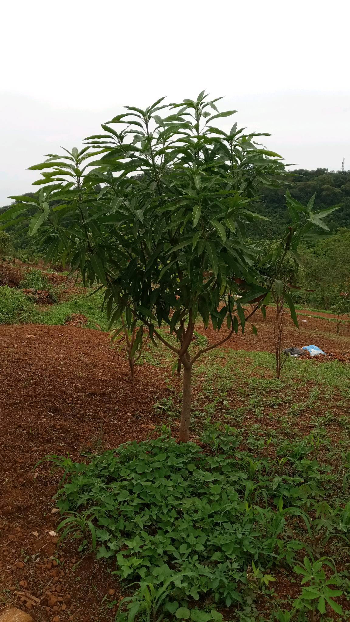 tree