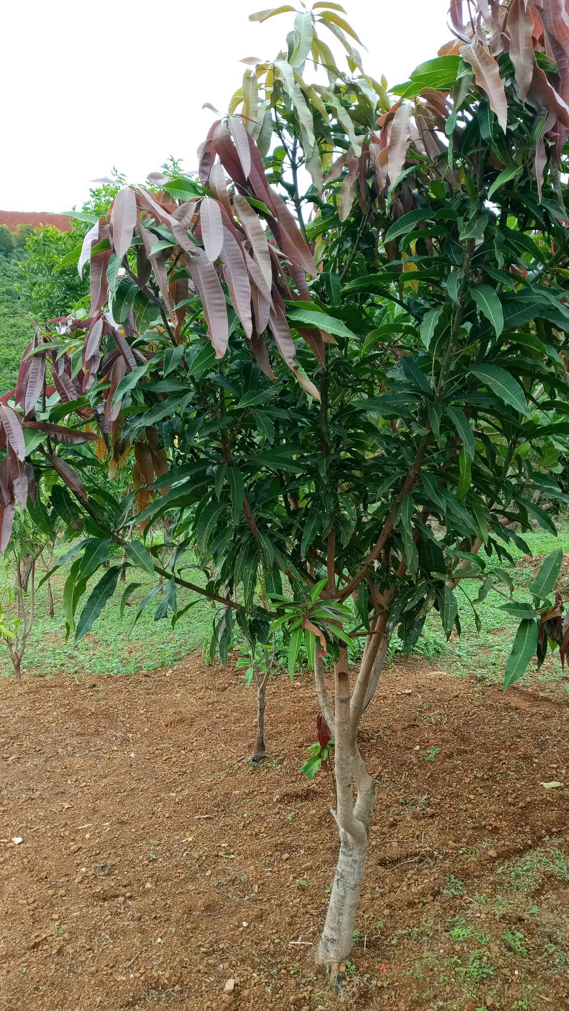 tree