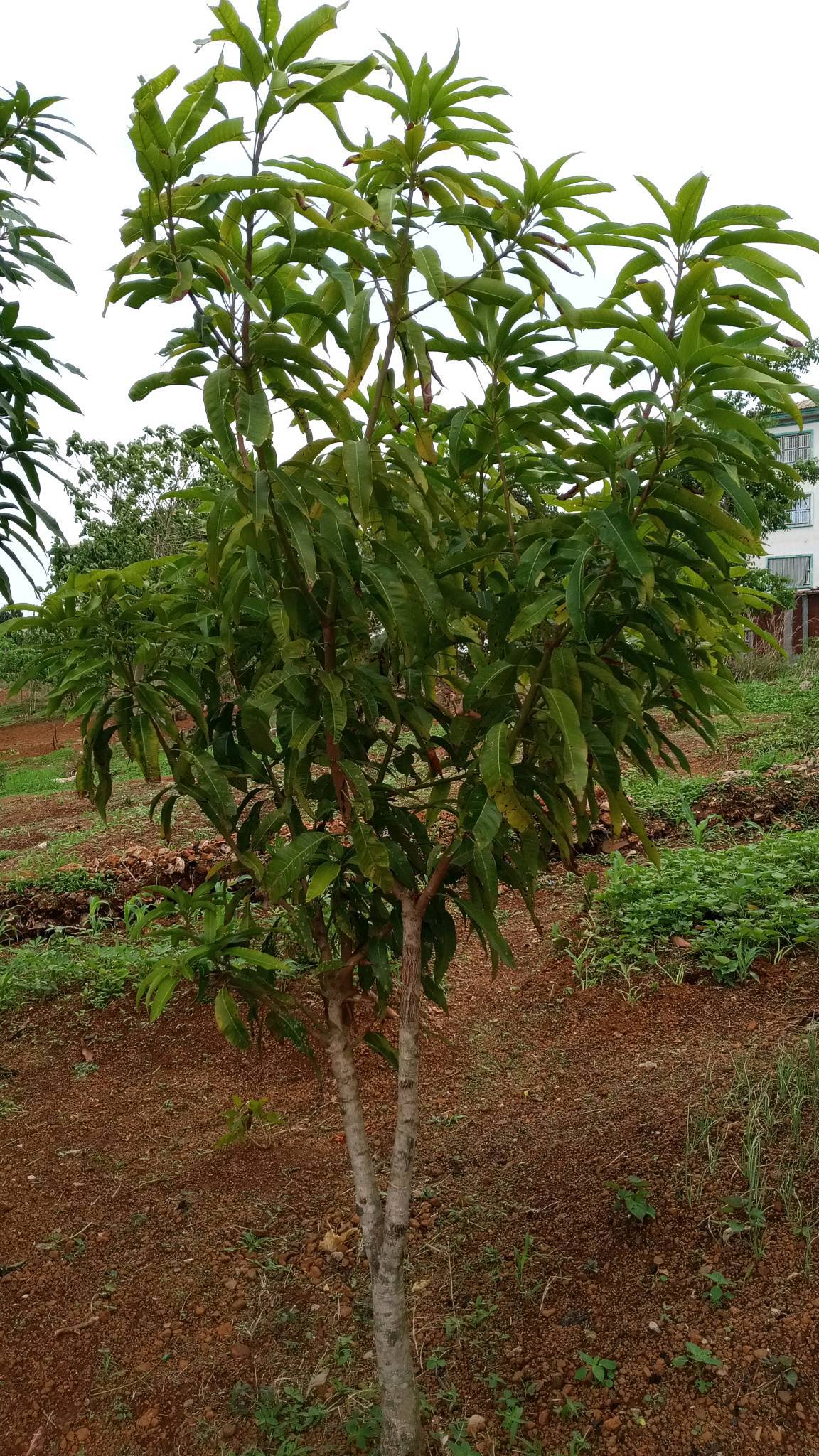 tree