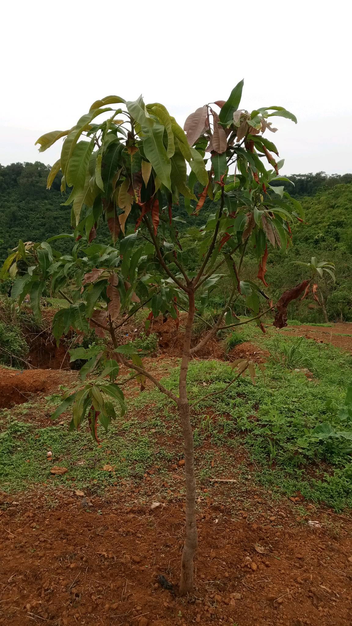 tree