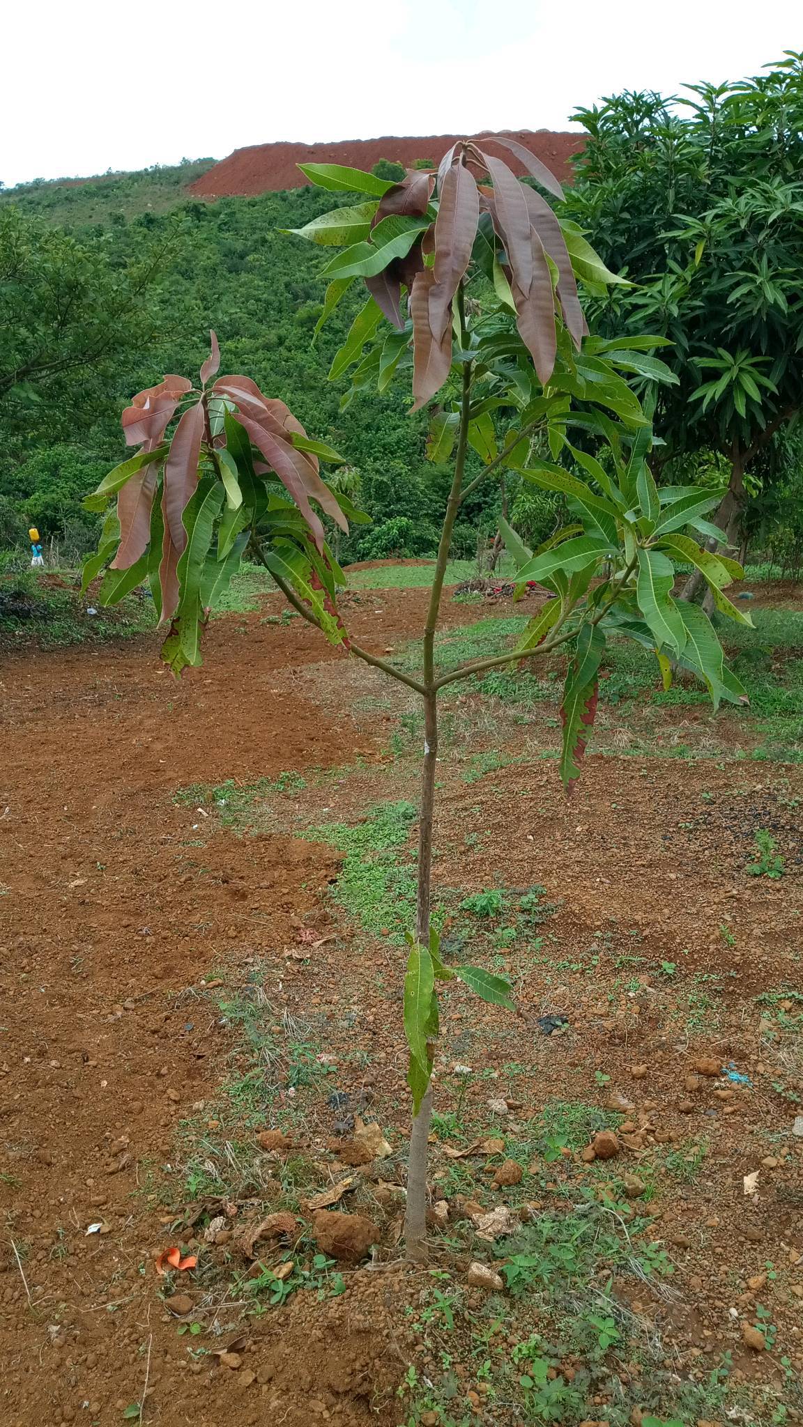 tree