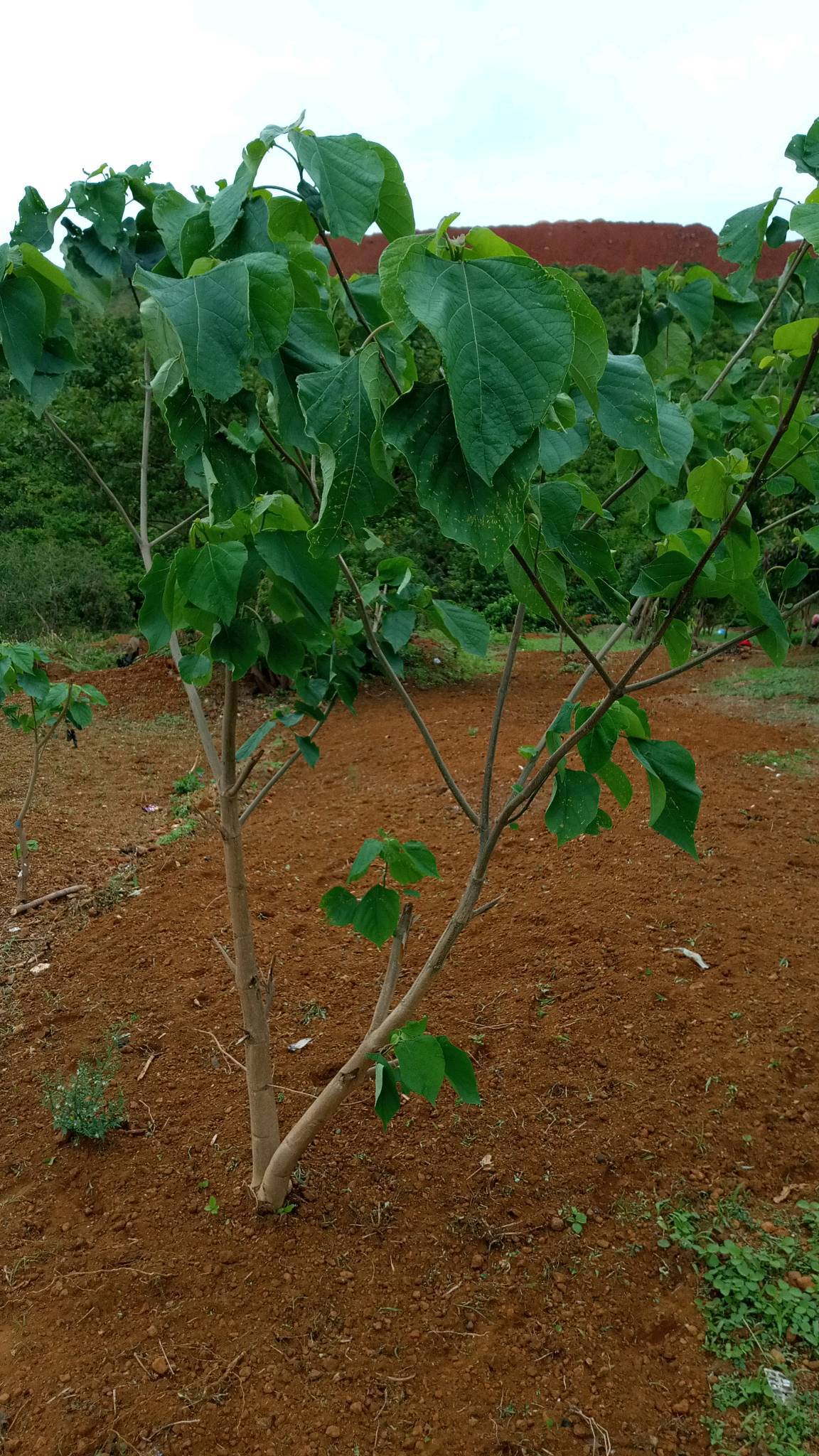 tree