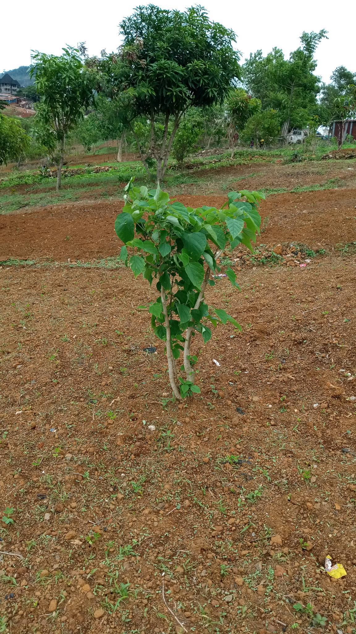 tree