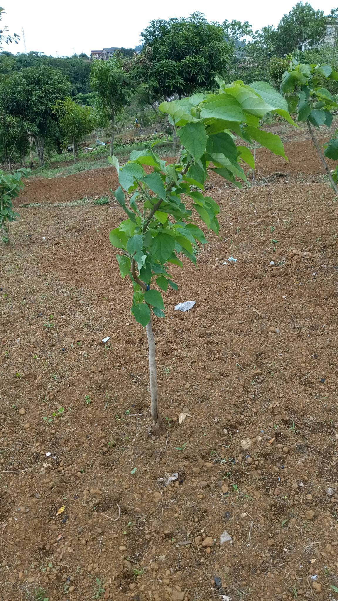 tree