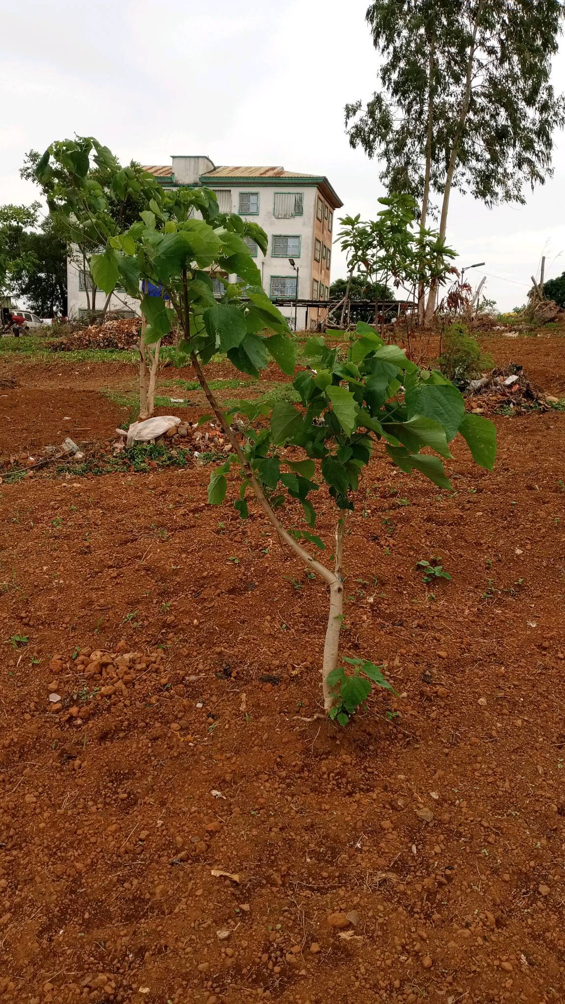 tree