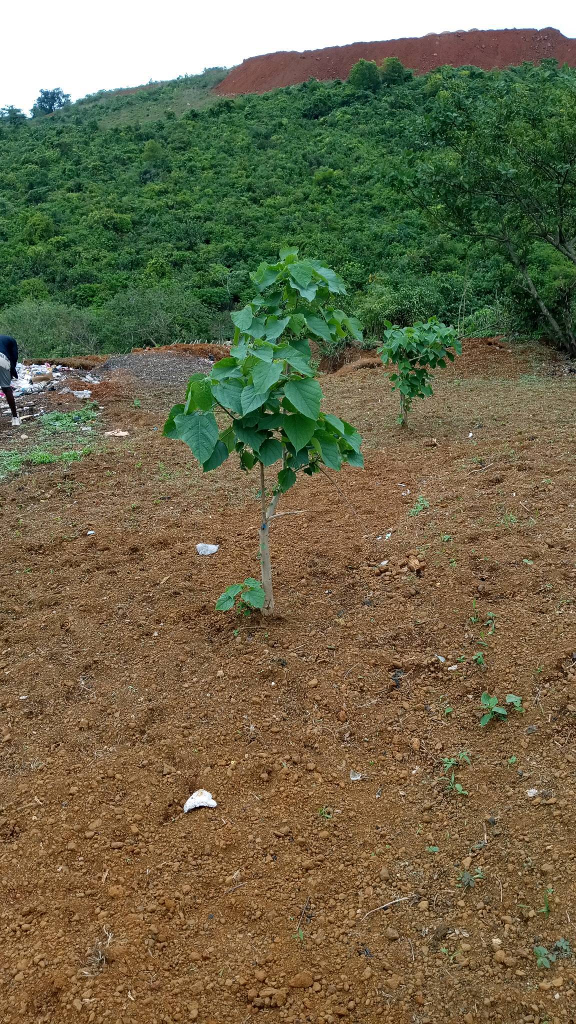 tree