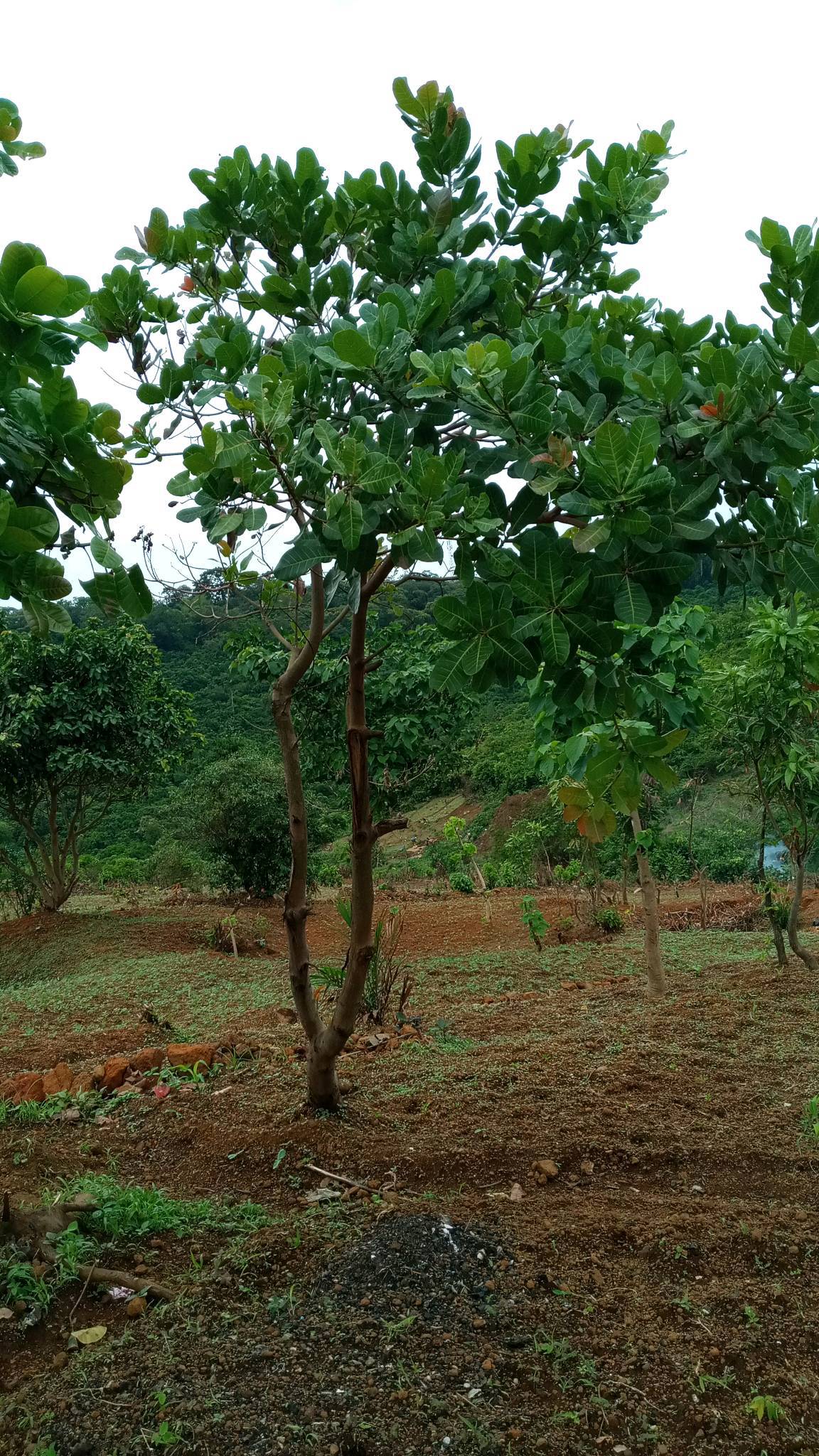 tree