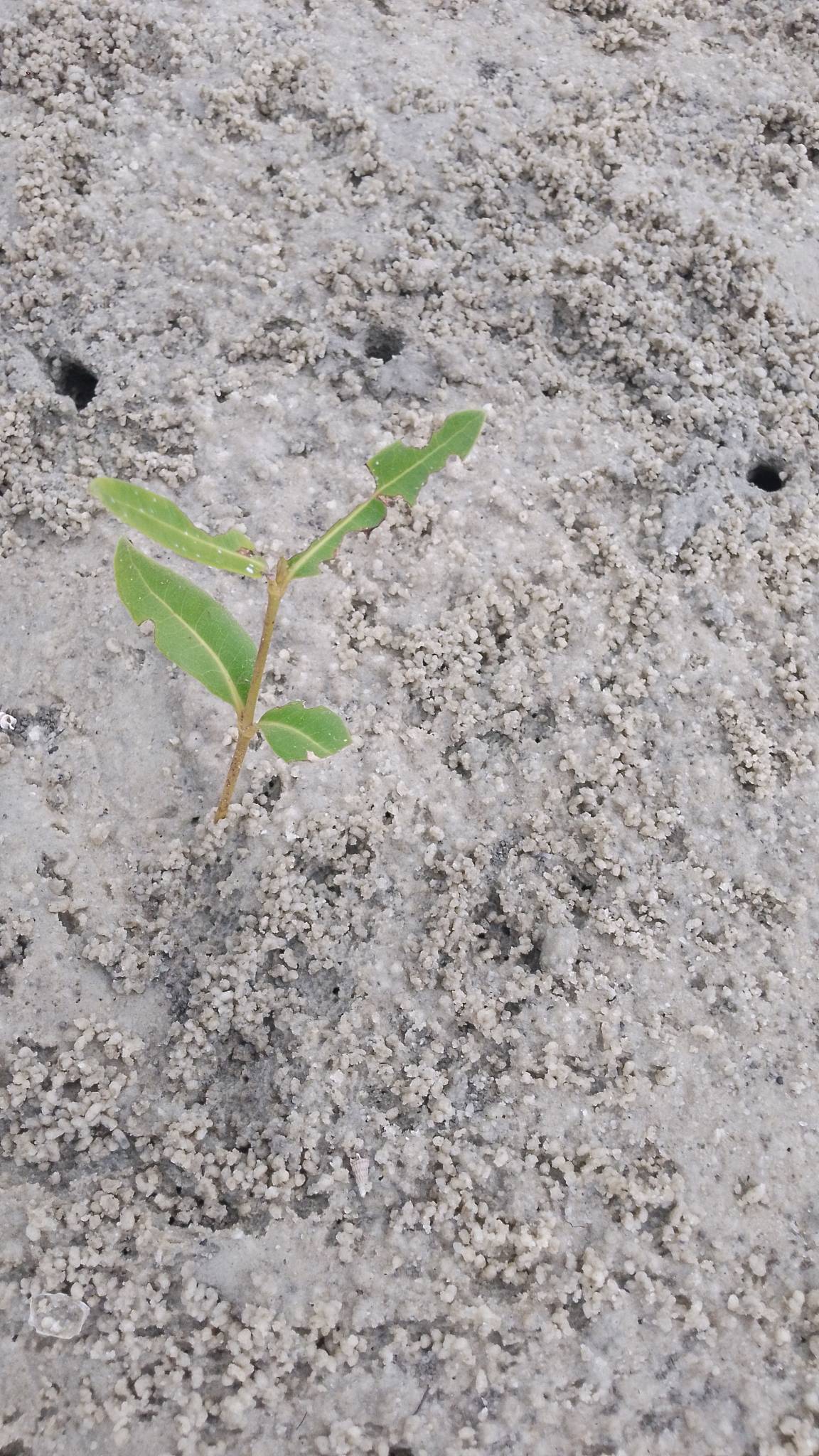 tree