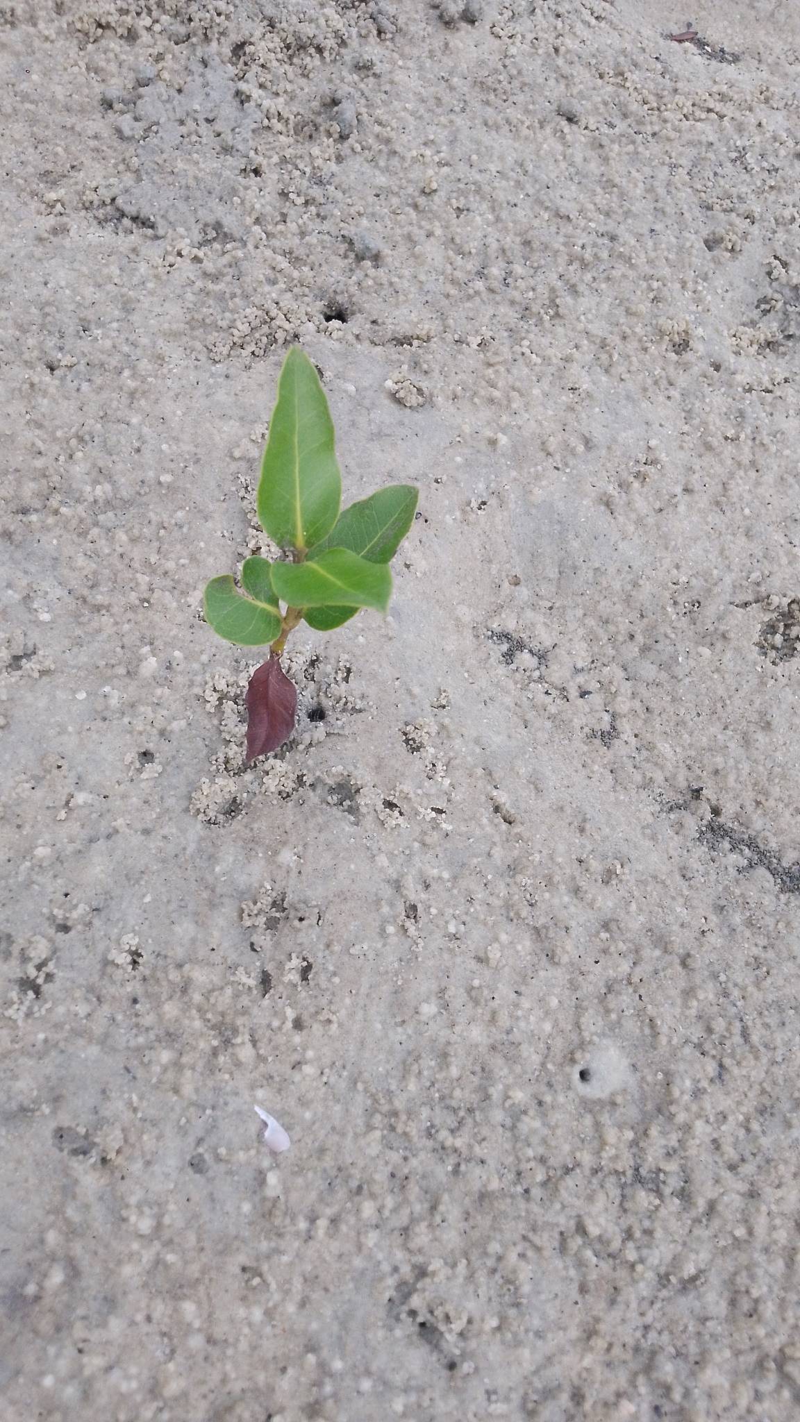 tree
