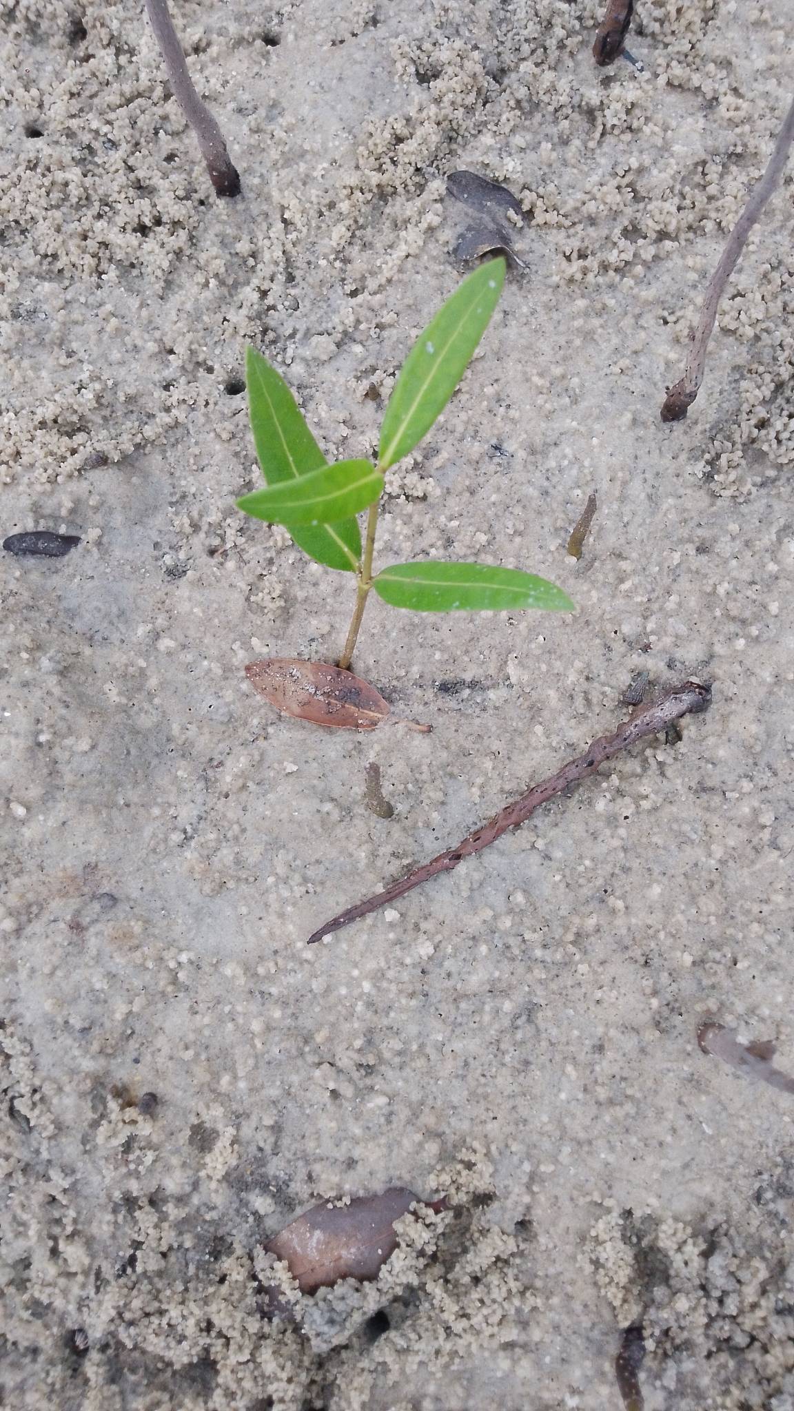 tree