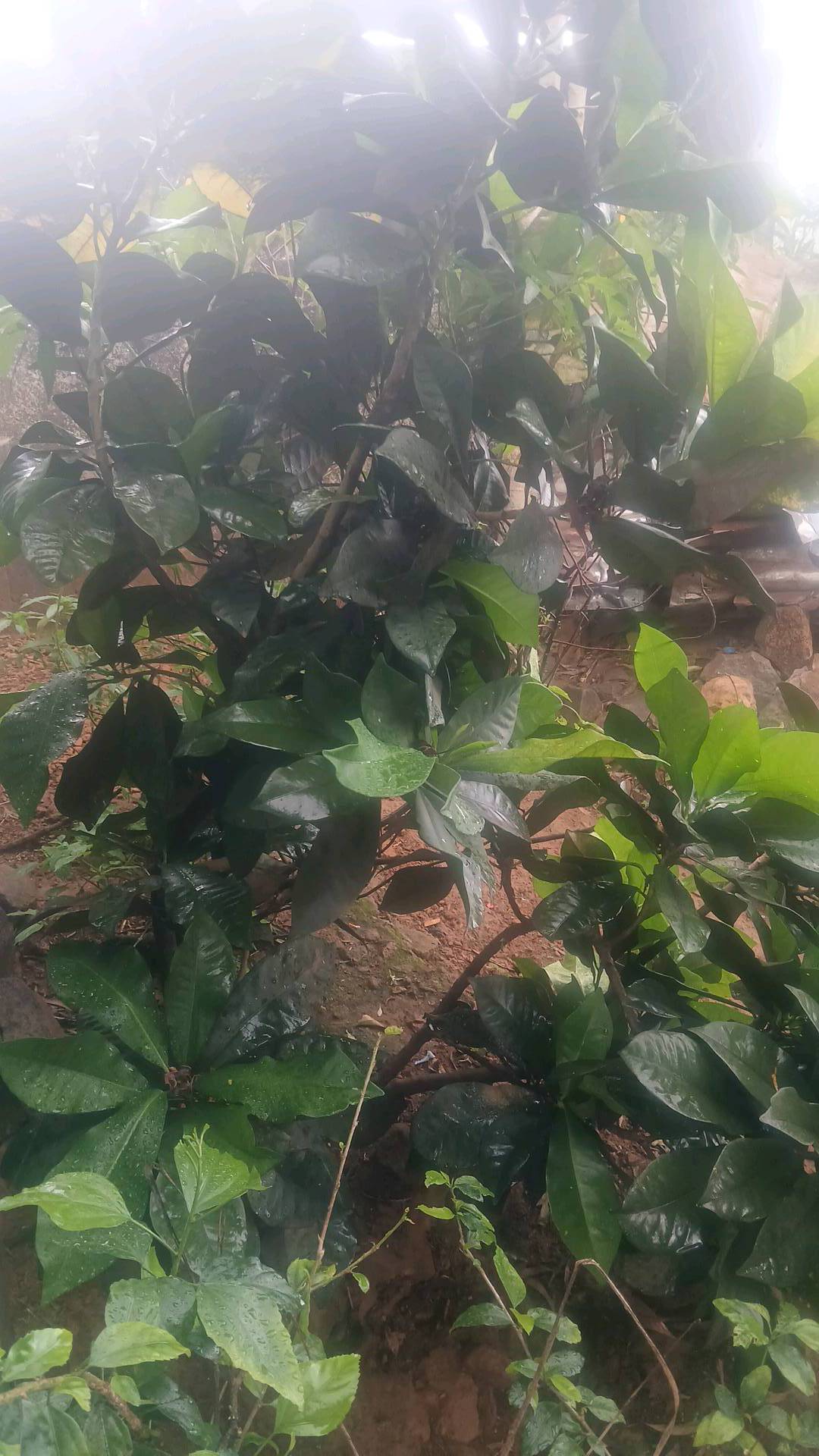 tree