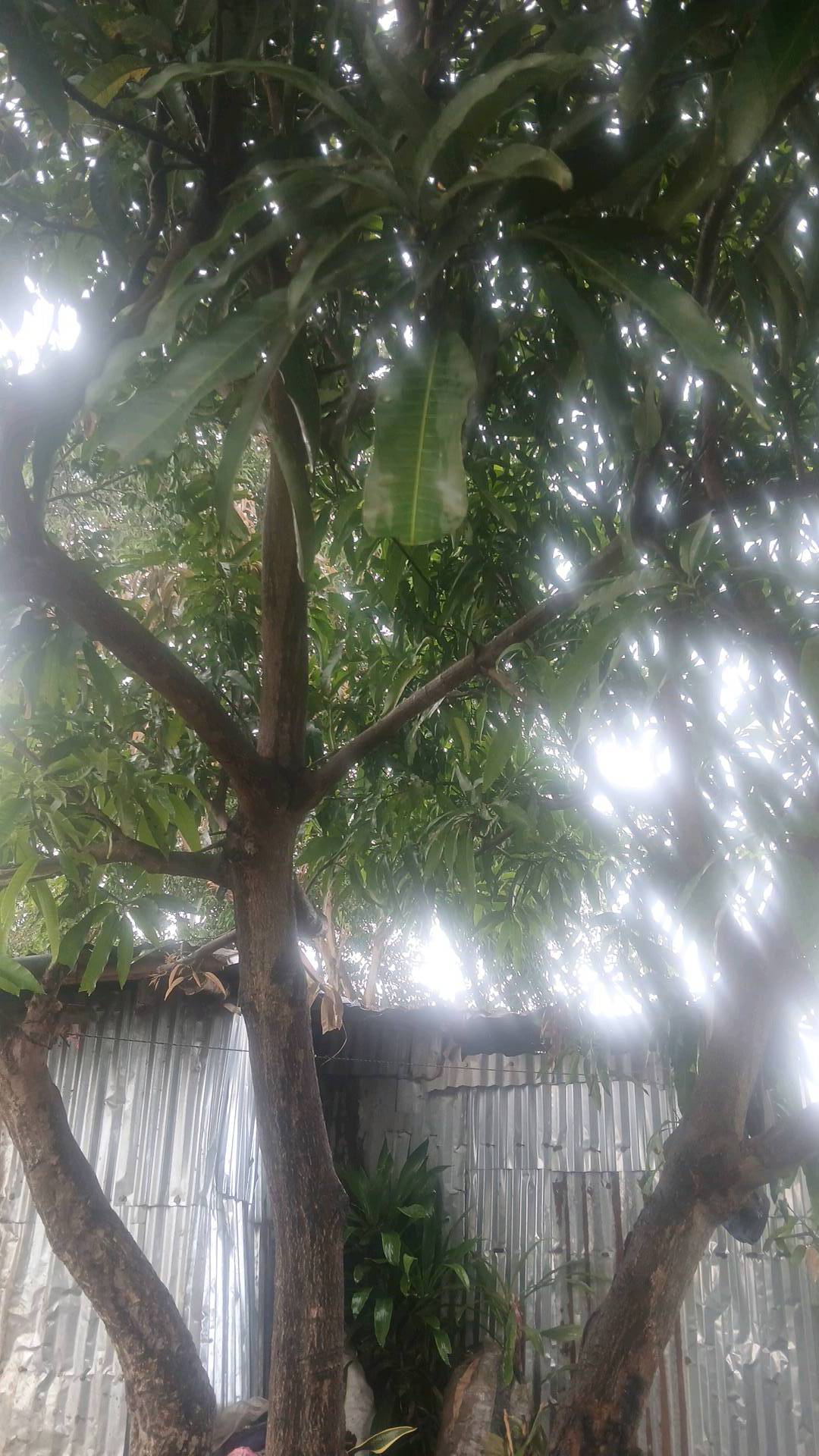tree