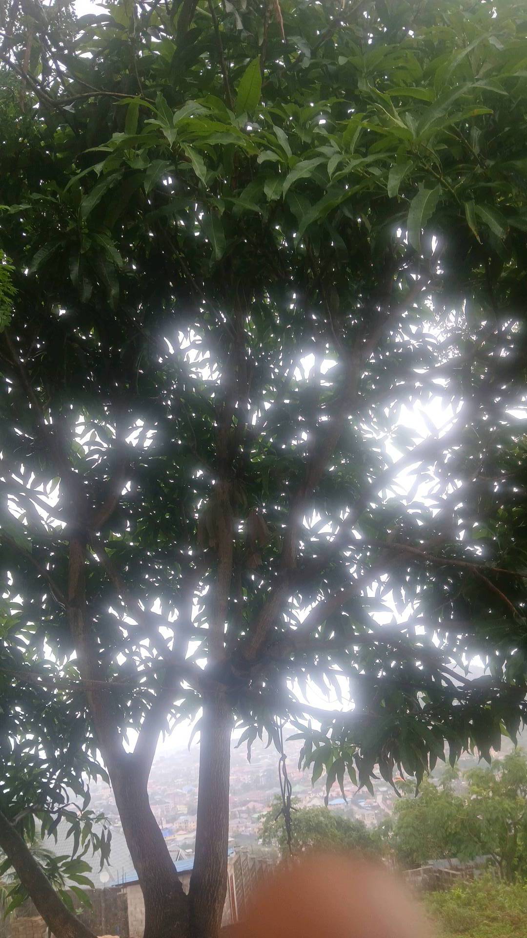 tree