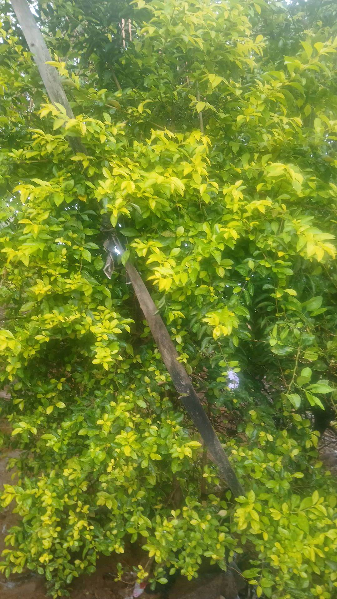 tree