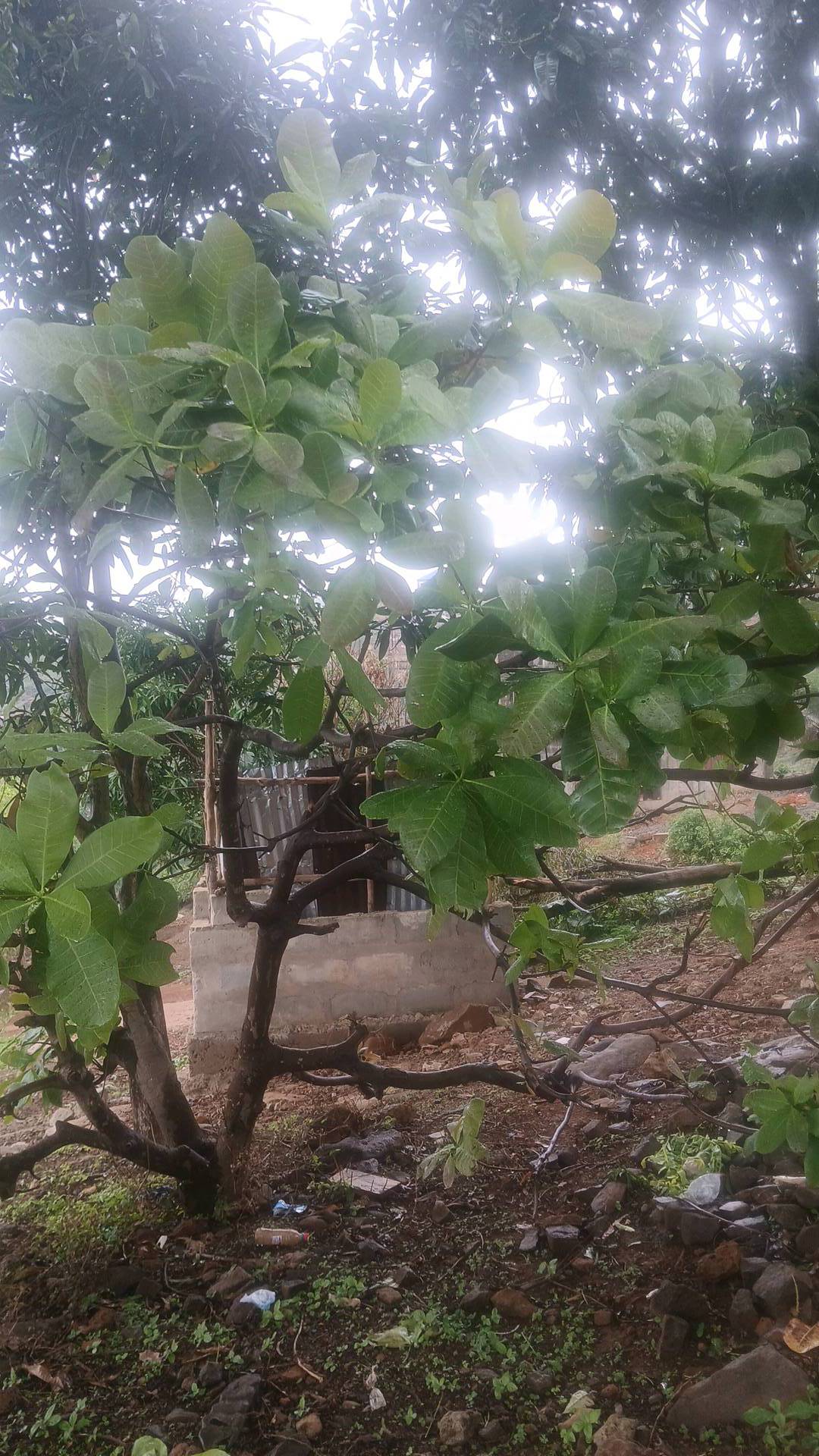 tree