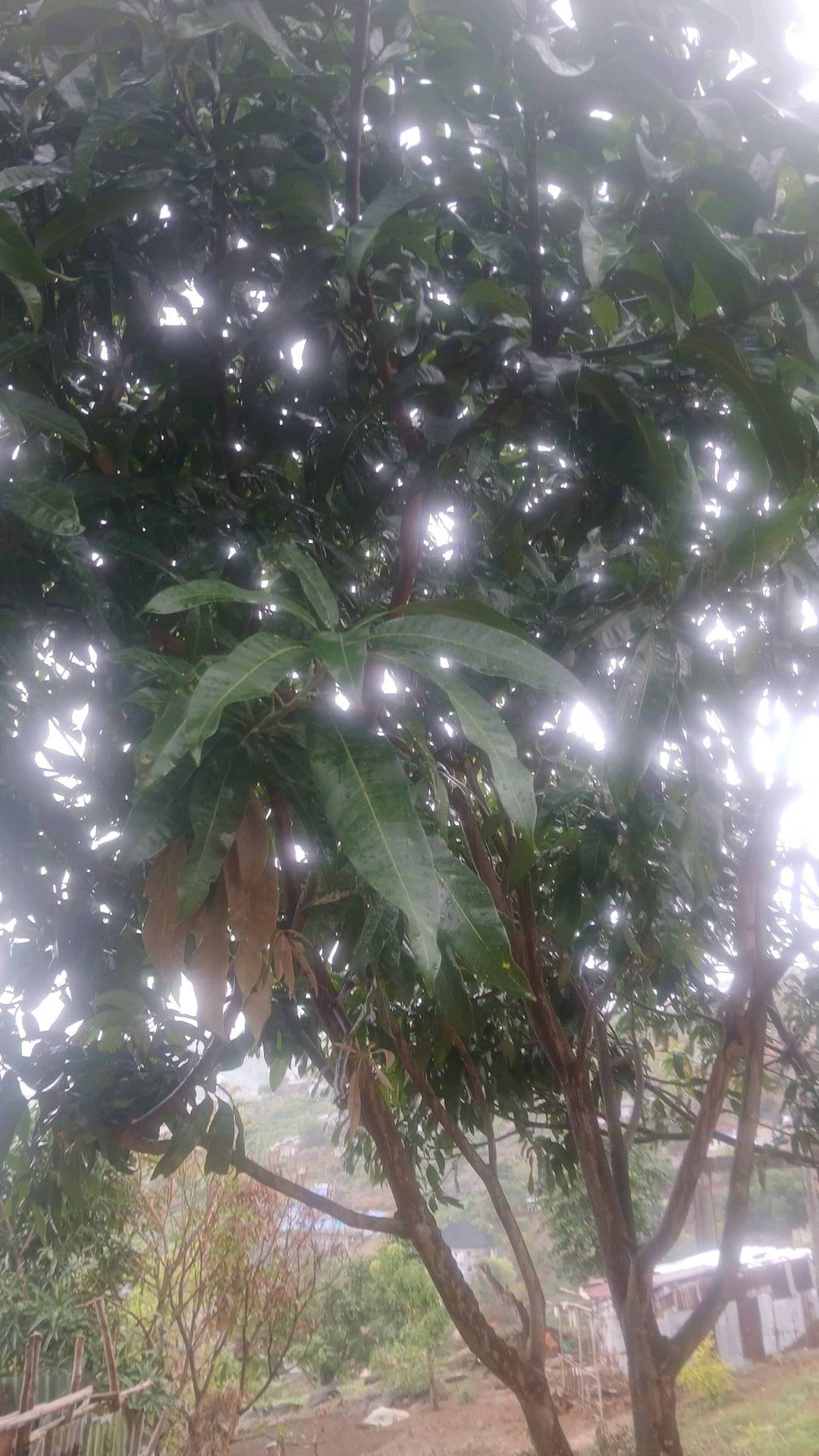 tree