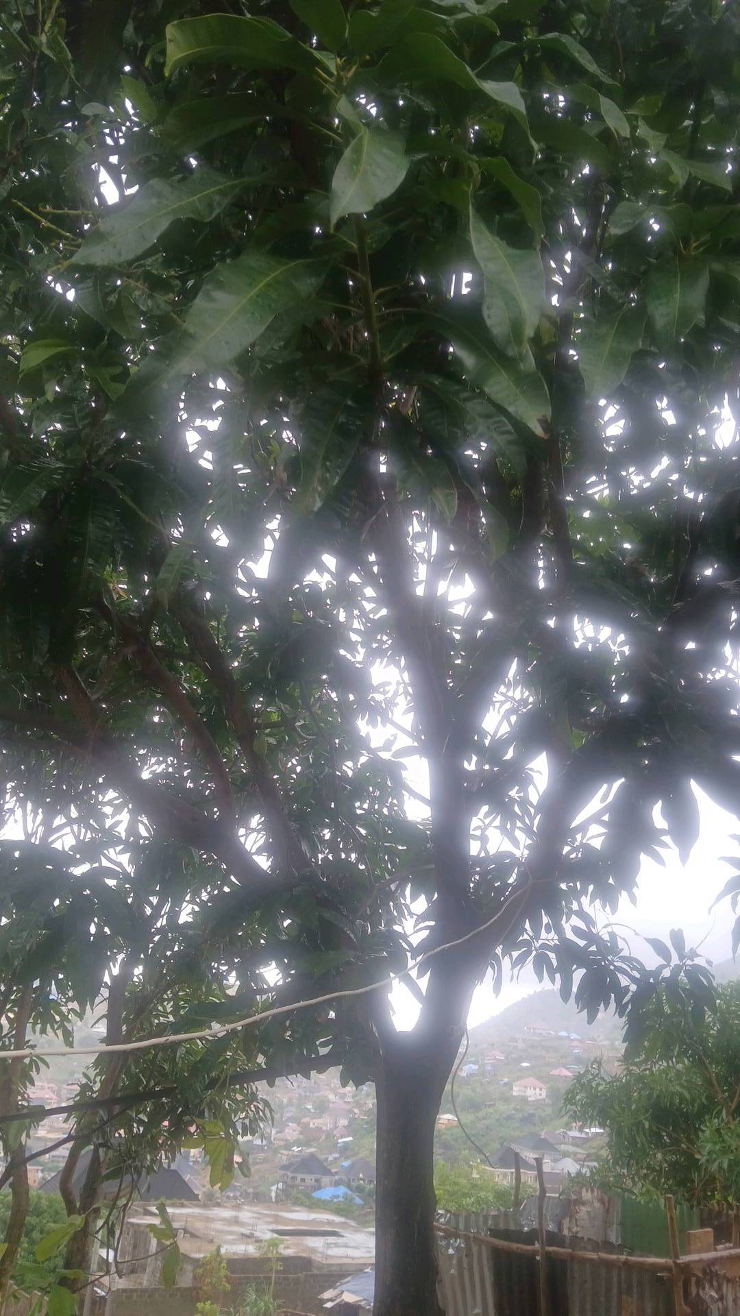 tree