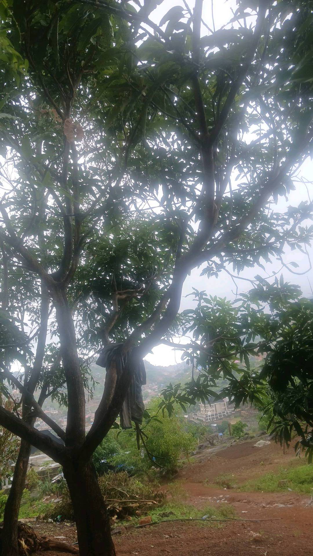 tree