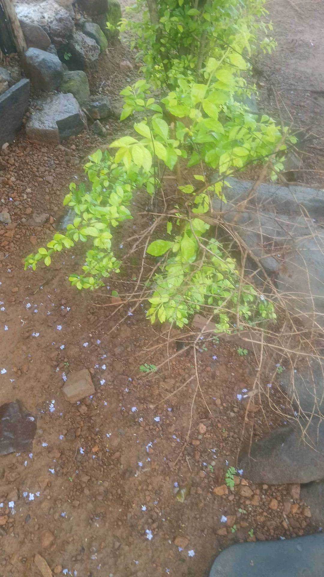 tree