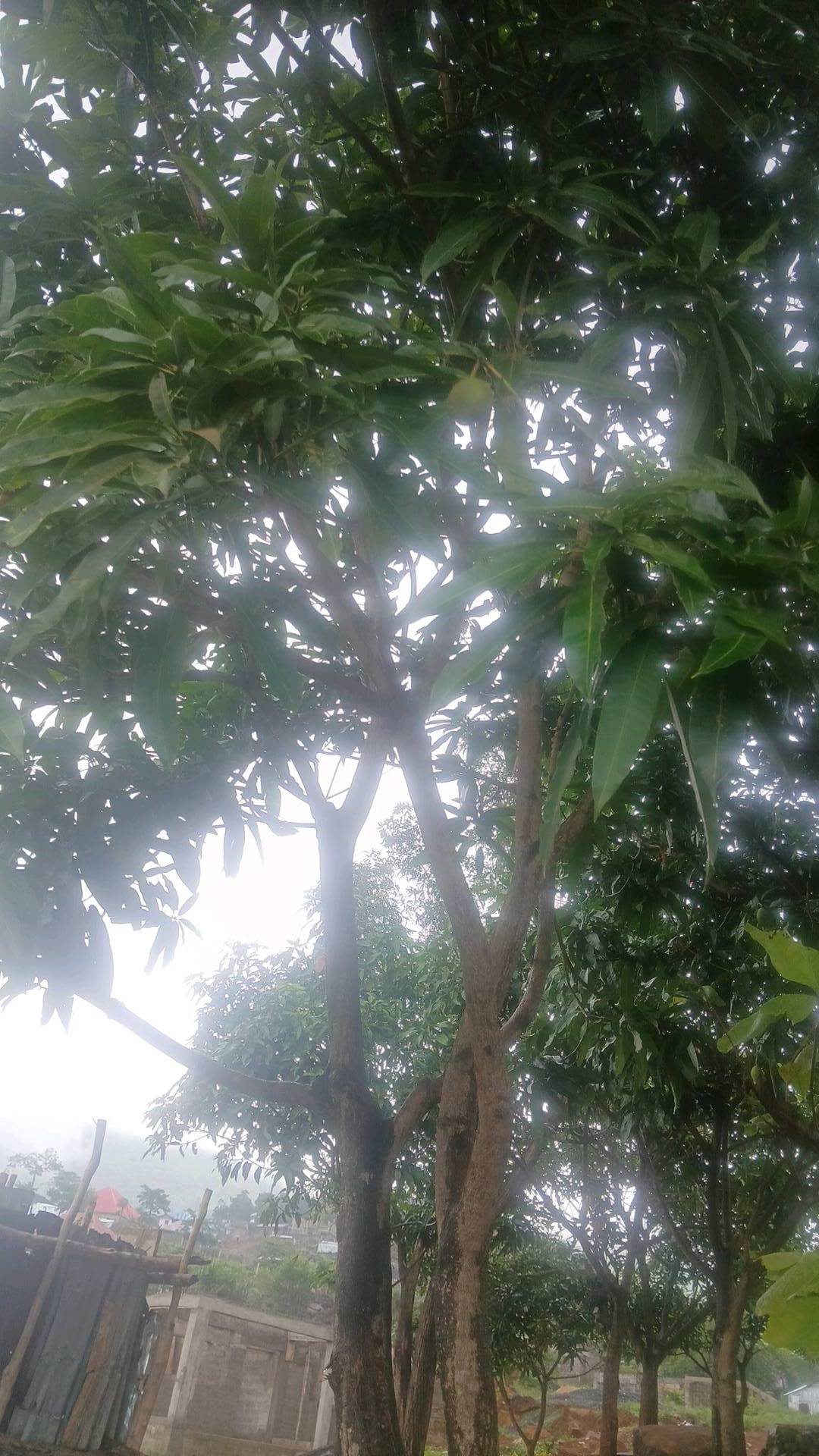 tree