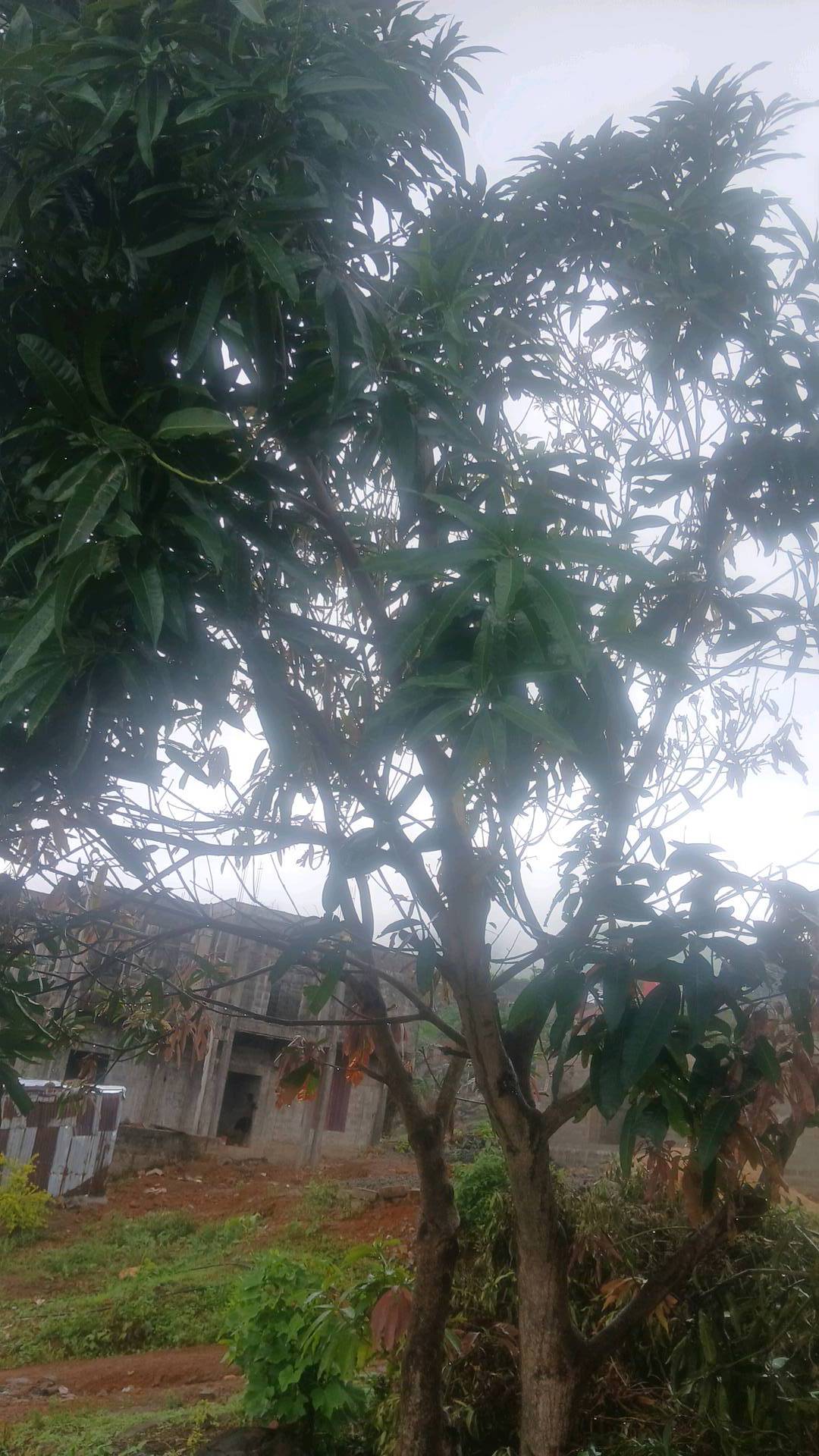 tree